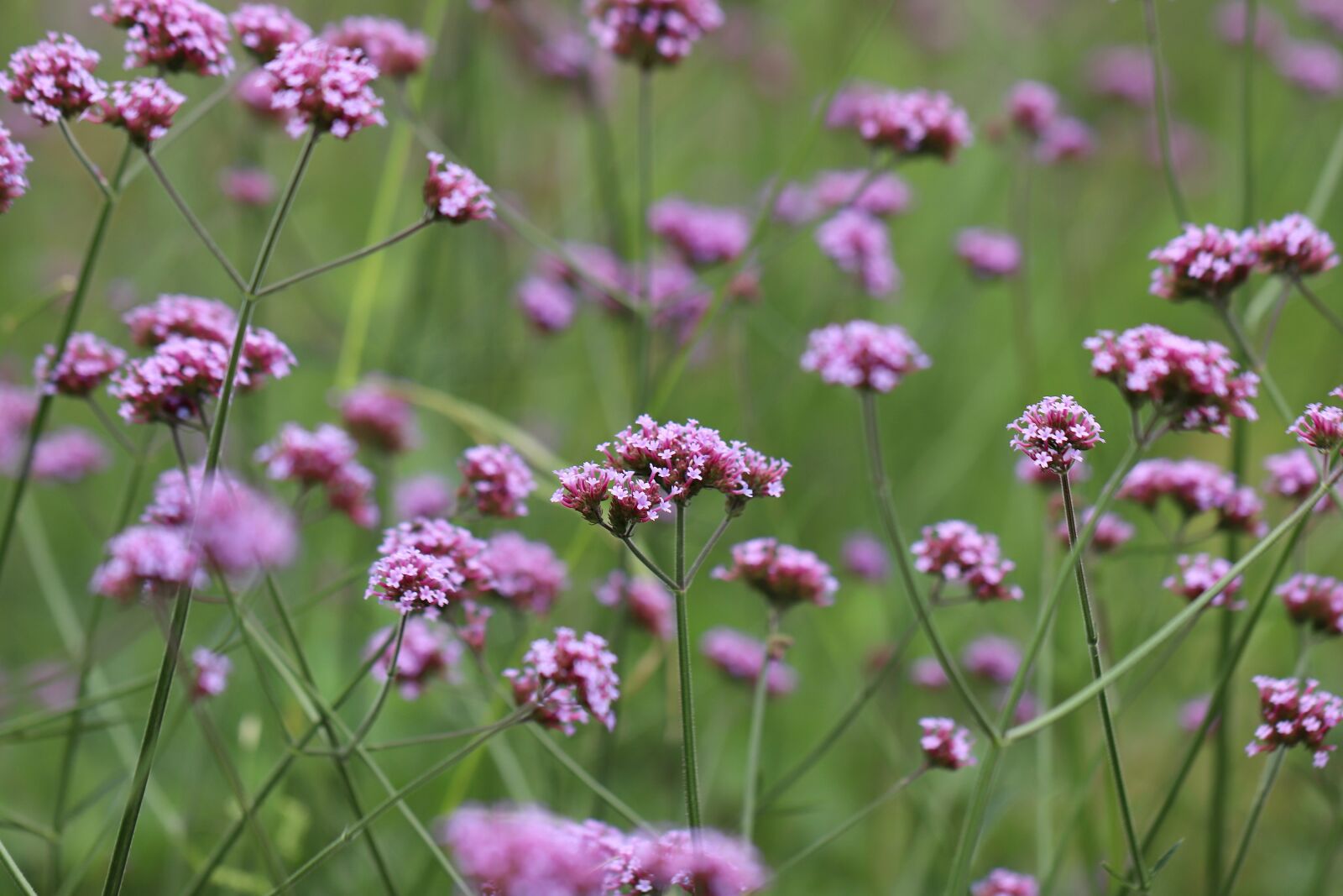 Canon EOS 800D (EOS Rebel T7i / EOS Kiss X9i) sample photo. Argentine vervain, verbena bonariensis photography