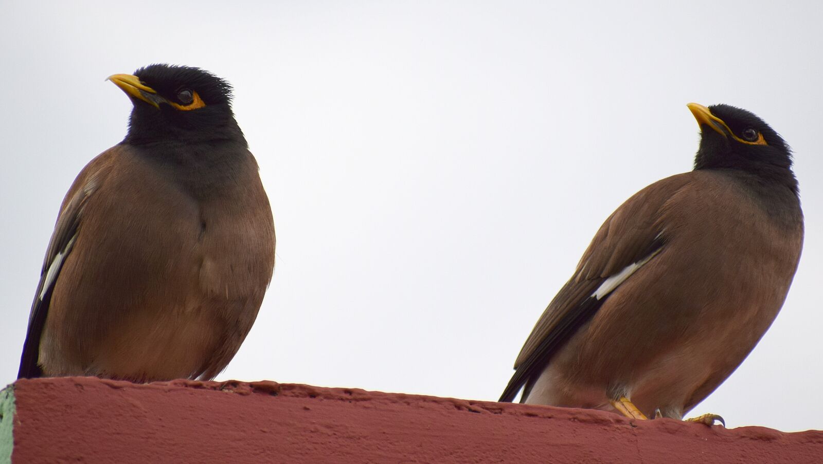 Nikon D3300 sample photo. Birds, nature, feather photography