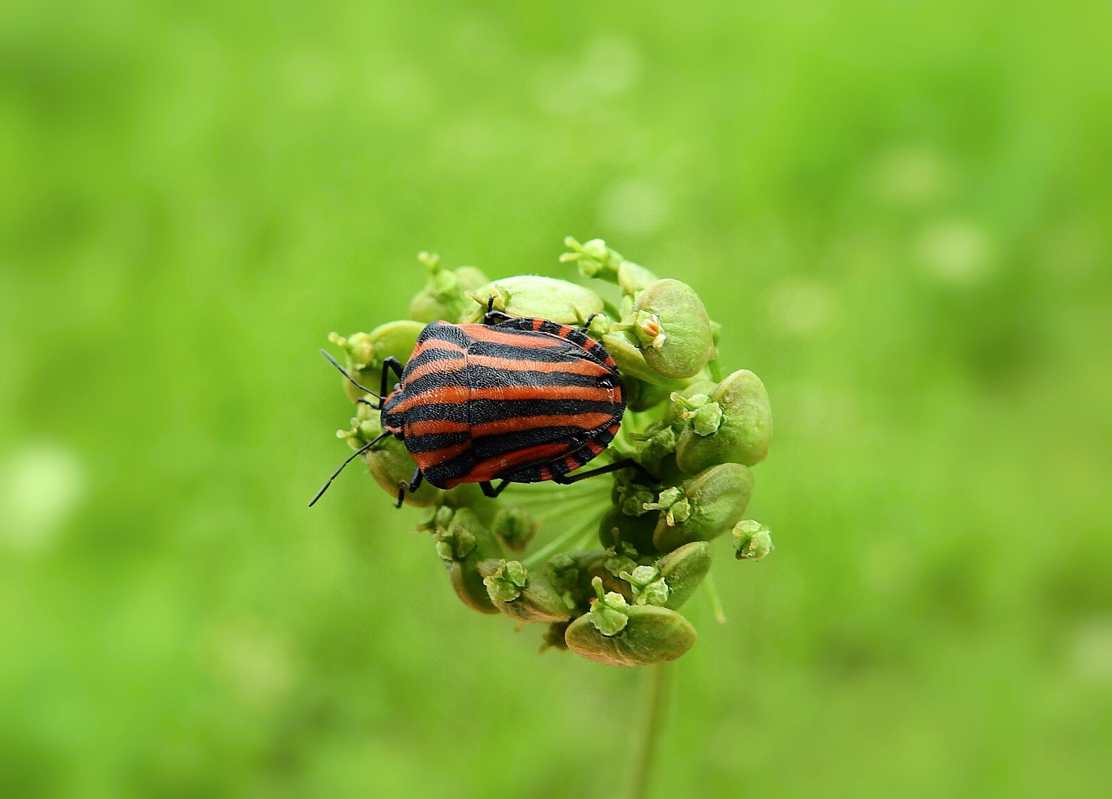 Nikon Coolpix P900 sample photo. Insect, macro, nature photography