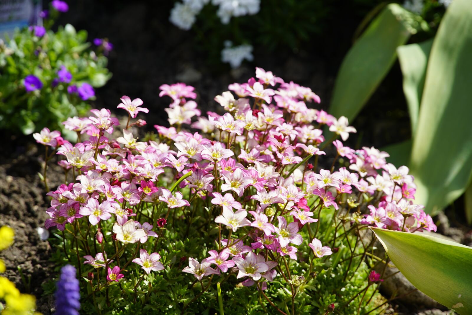 Sony a7R II + Sony E PZ 18-105mm F4 G OSS sample photo. Saxifraga, garden, spring photography