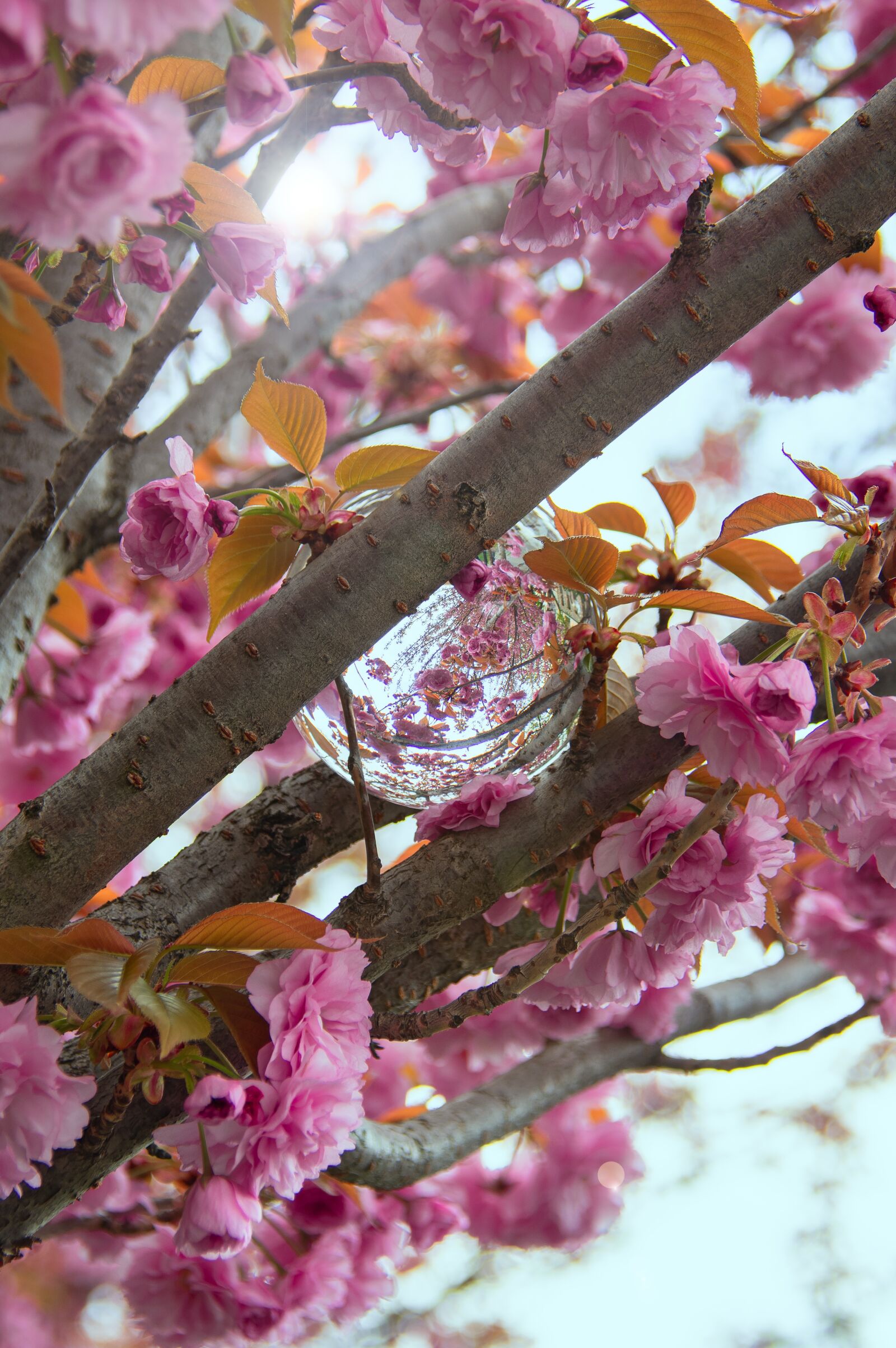 Nikon D3200 sample photo. Pink, japan cherry, flower photography