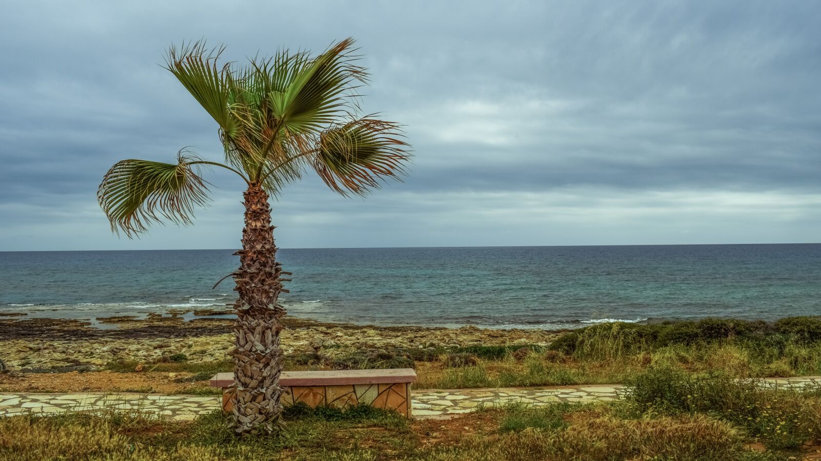 Nikon D3300 sample photo. Palm tree, coastal path photography