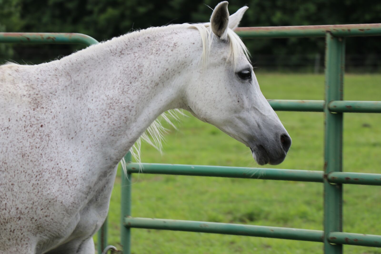 Canon EF-S 18-135mm F3.5-5.6 IS USM sample photo. Horse, arabian horse, grey photography