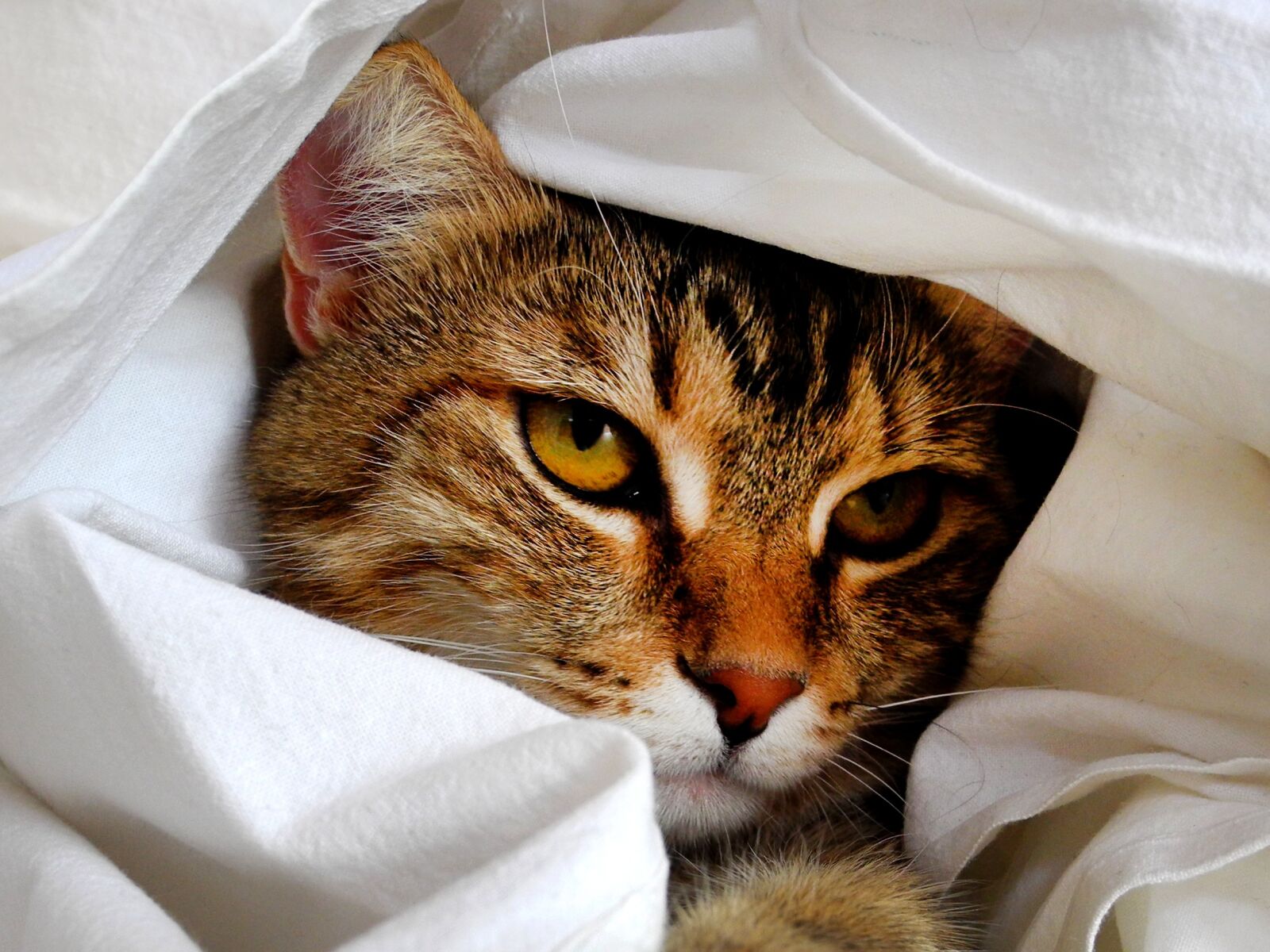 Nikon Coolpix P7000 sample photo. Cat, head, cat portrait photography