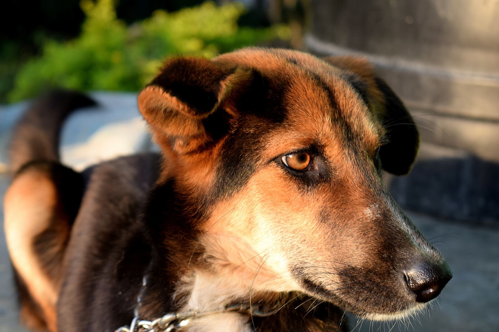 Nikon D3300 sample photo. Dog, pet, animal photography