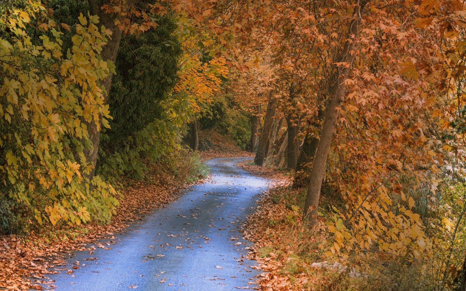 Nikon D7200 sample photo. Trees, road, autumn photography