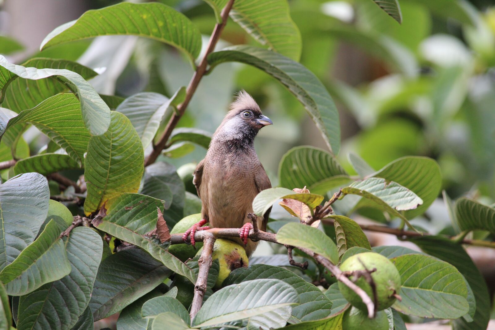 Canon EF-S 55-250mm F4-5.6 IS STM sample photo. Mouse, bird, nature photography