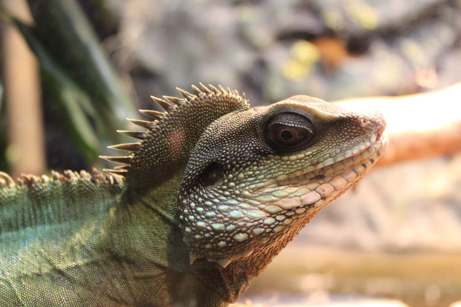 Canon EOS 600D (Rebel EOS T3i / EOS Kiss X5) sample photo. Water dragon chinese, reptiles photography