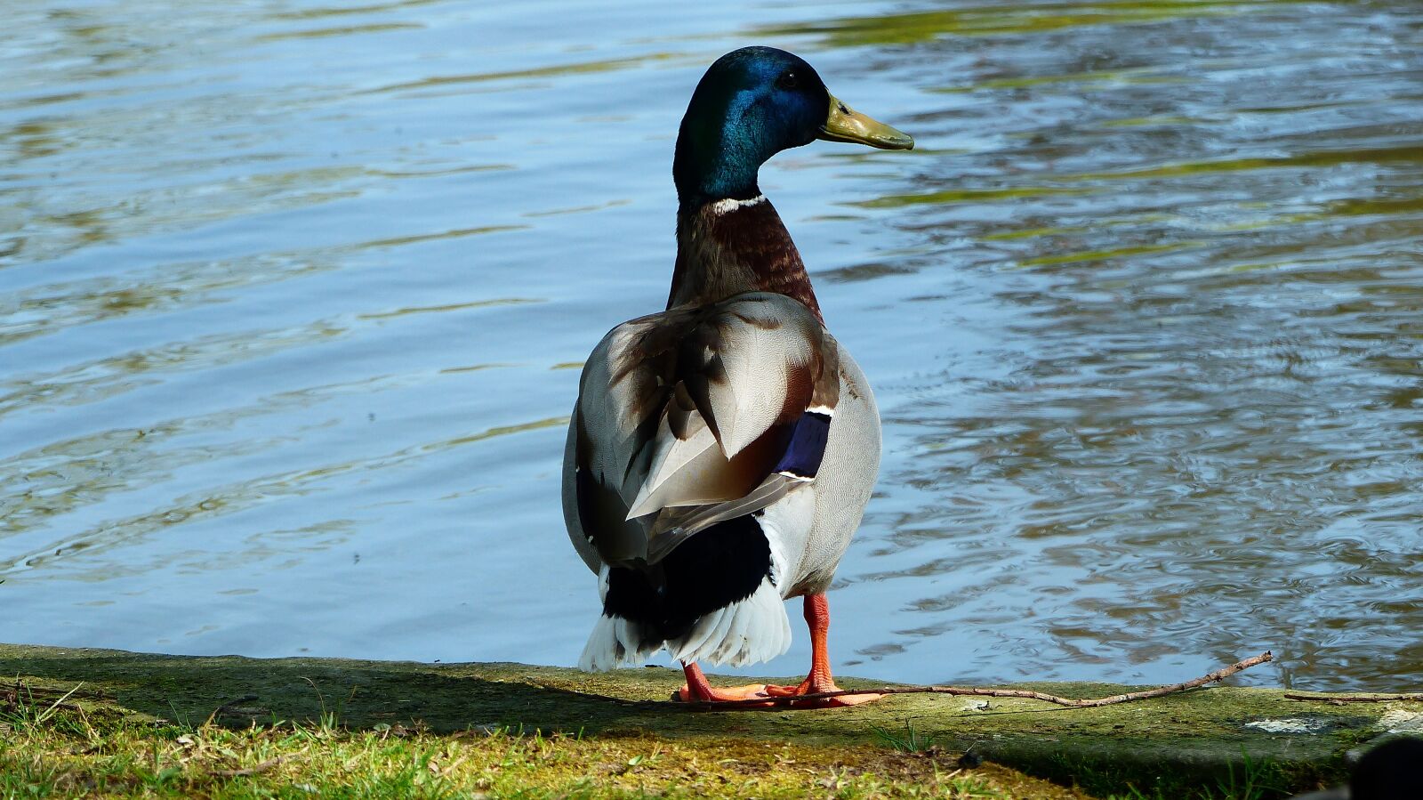 Panasonic Lumix DMC-FZ200 sample photo. Bird, nature, fauna photography