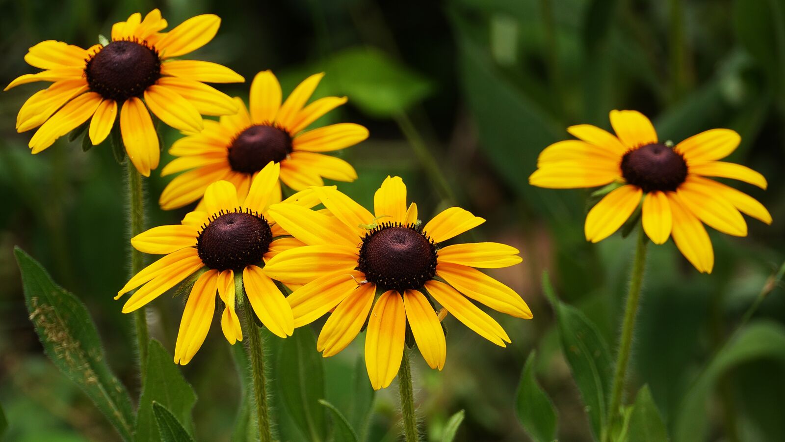 Panasonic Lumix DMC-GH3 sample photo. Flowers, yellow, korea photography