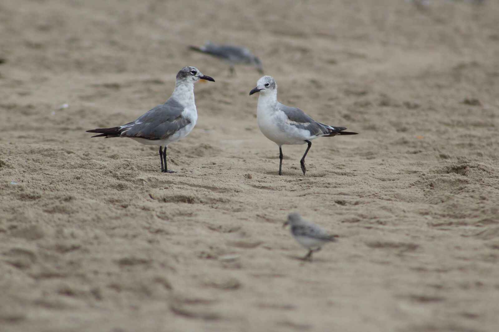 Canon EOS 1300D (EOS Rebel T6 / EOS Kiss X80) sample photo. Seagulls, birds, wings photography