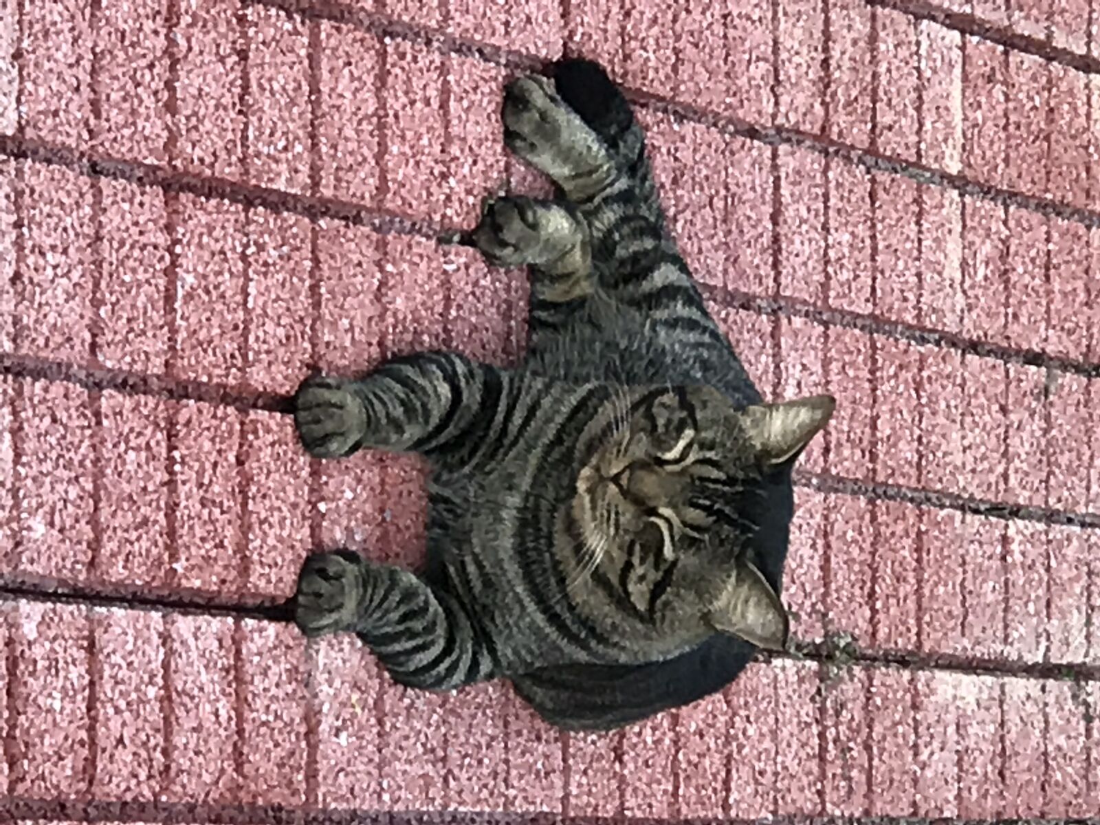 Apple iPhone 7 Plus sample photo. Cat, animal photography