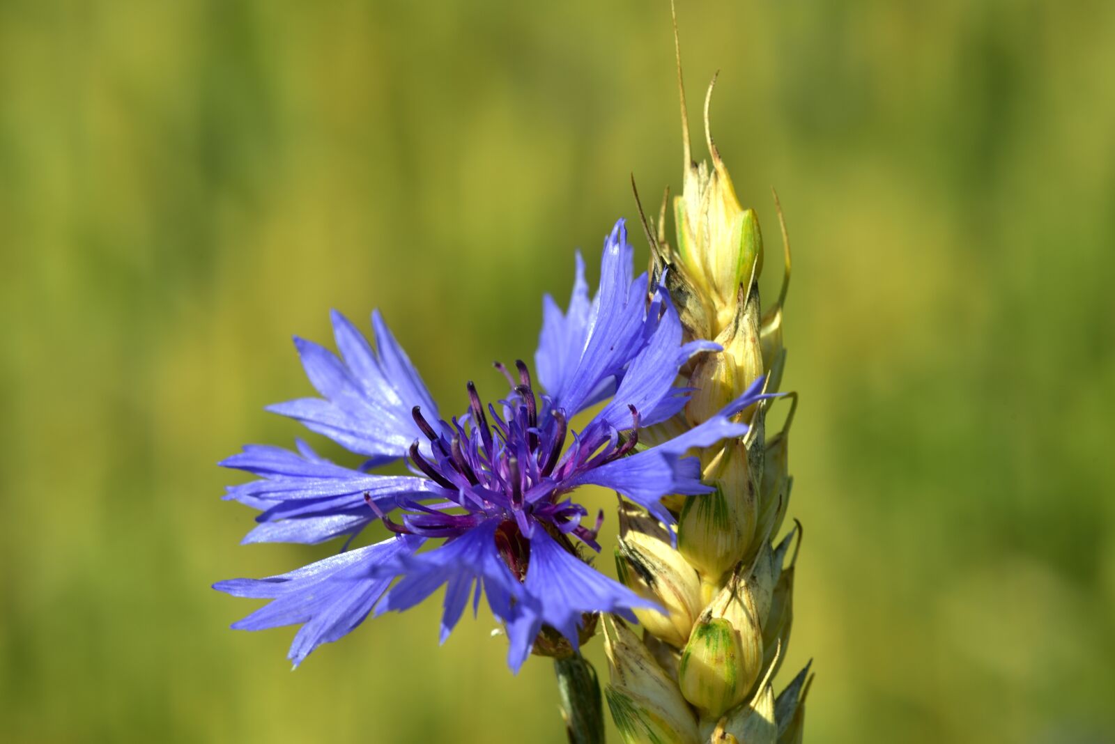 Nikon D750 sample photo. Cornflower, wheat, summer photography