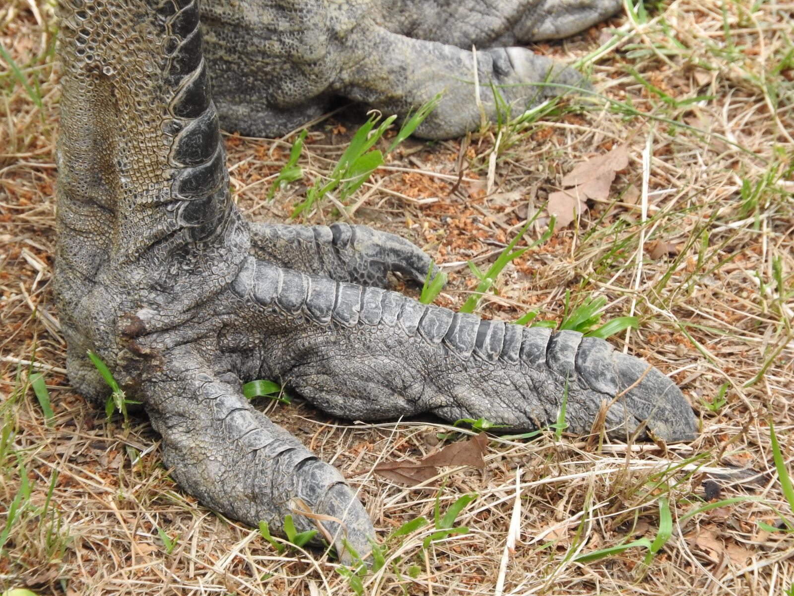 Nikon Coolpix P610 sample photo. Dinosaour, foot, dinosaur photography