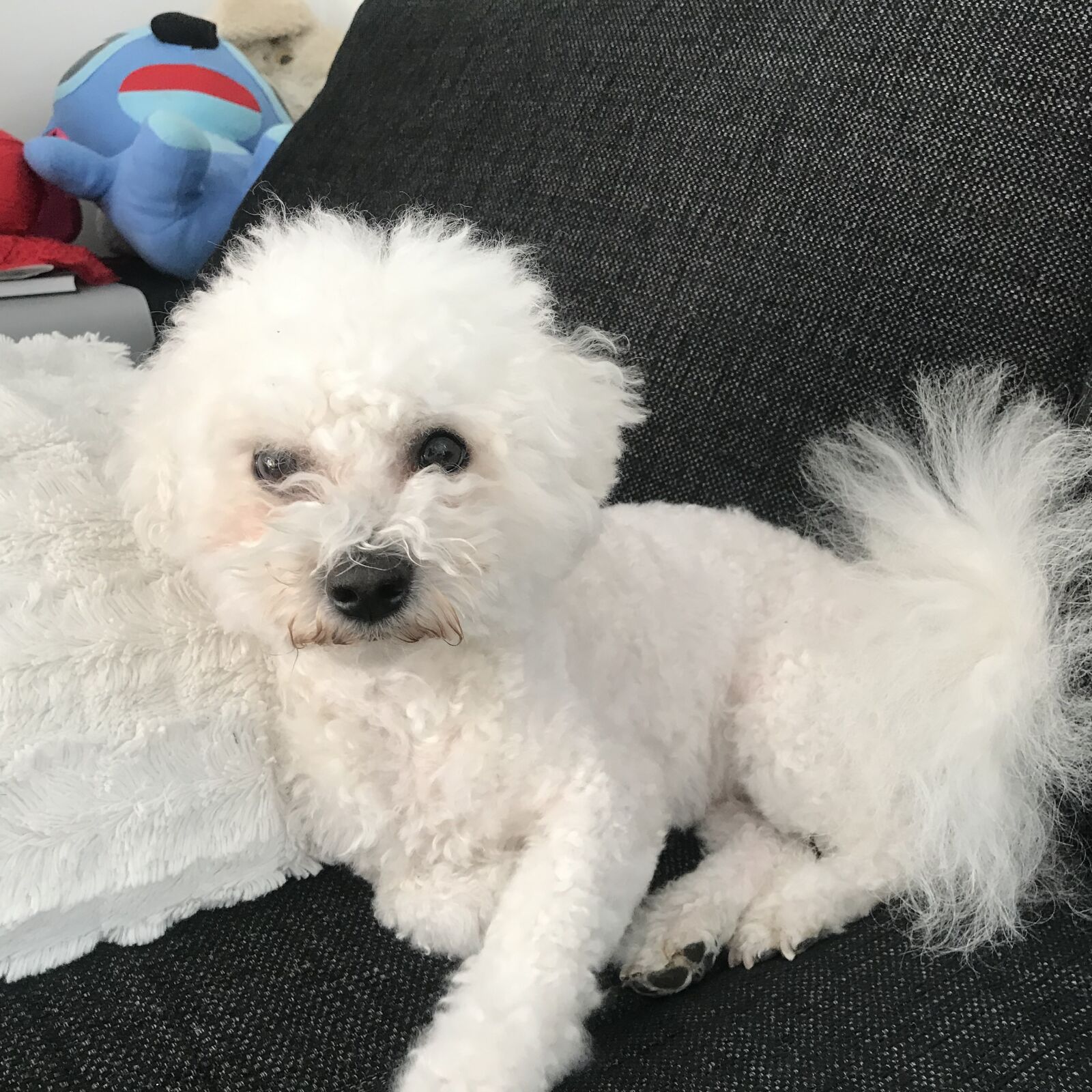 iPhone 7 back camera 3.99mm f/1.8 sample photo. Small, dog, doggie photography