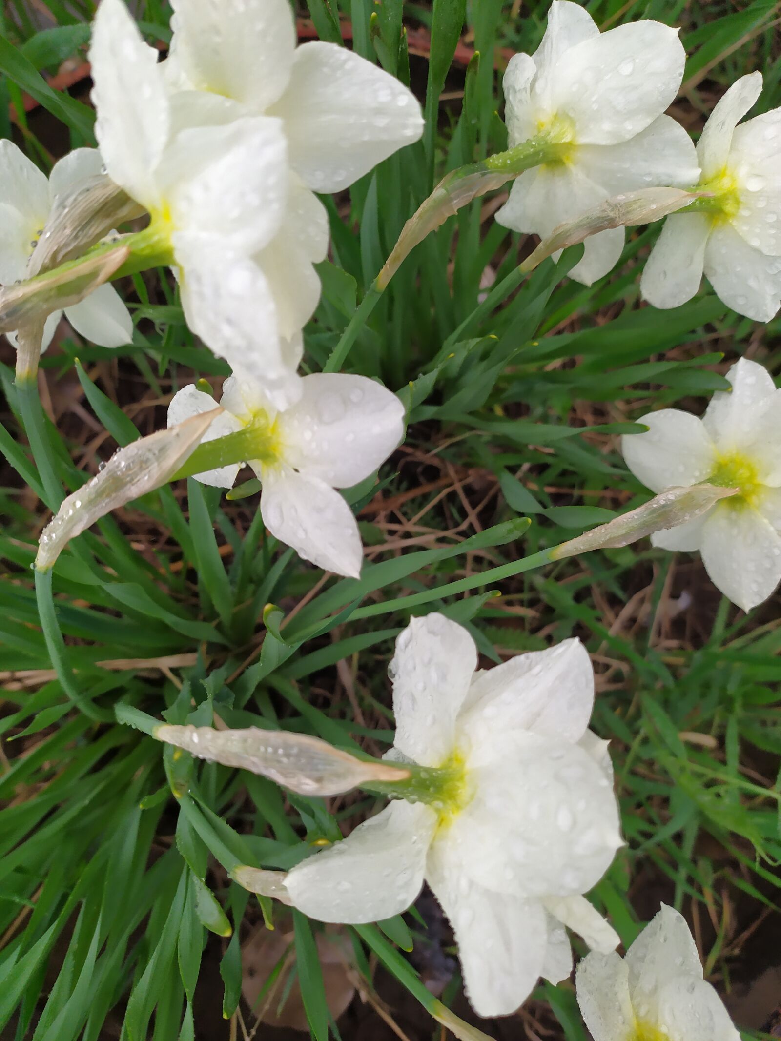 Xiaomi Redmi Note 7 sample photo. Daffodils, spring, may photography