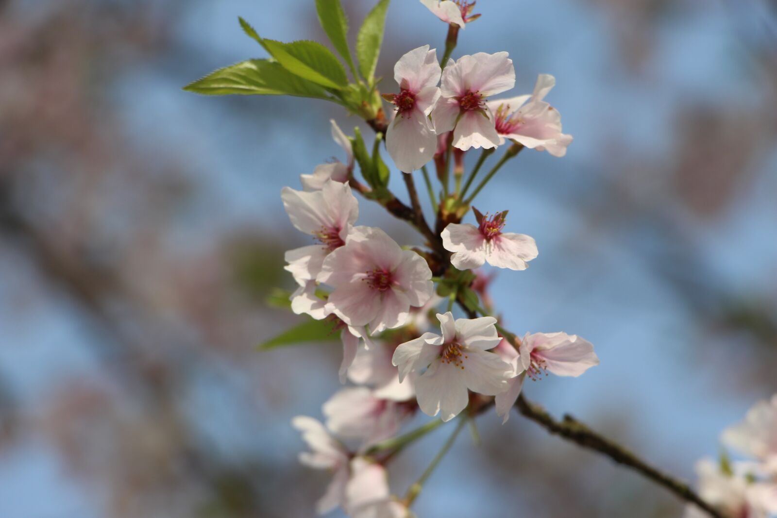 Canon EOS 700D (EOS Rebel T5i / EOS Kiss X7i) sample photo. Flower, tree, branch photography