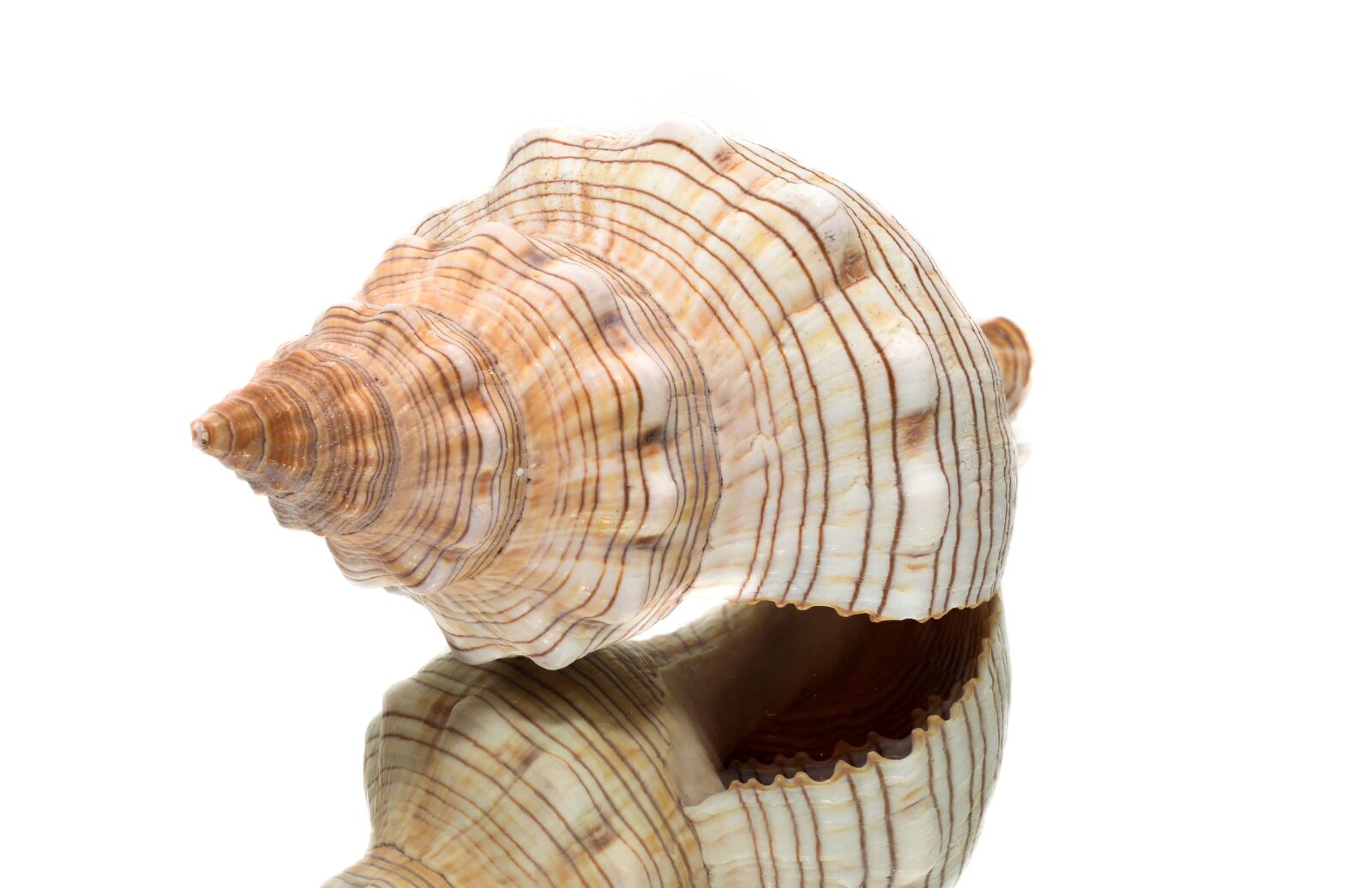 Nikon D610 sample photo. Shell, sea, sea shells photography
