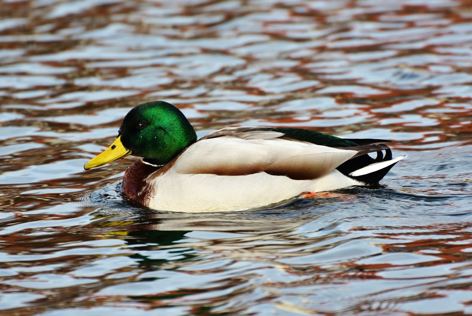 Nikon D7200 sample photo. Ducks, waterfowl, mallard photography