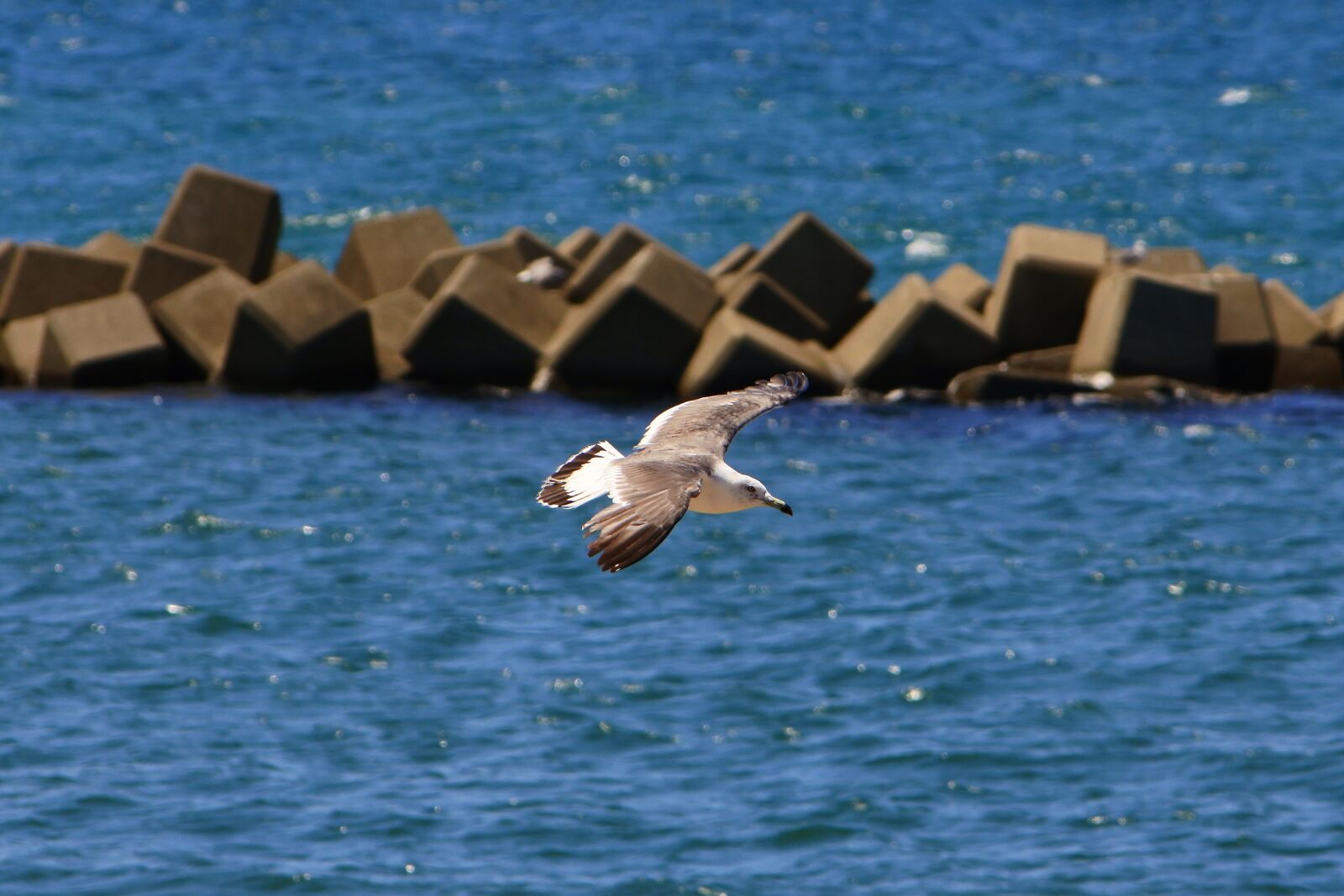 VR 55-200mm f/4-5.6G sample photo. Animal, sea, sea gull photography