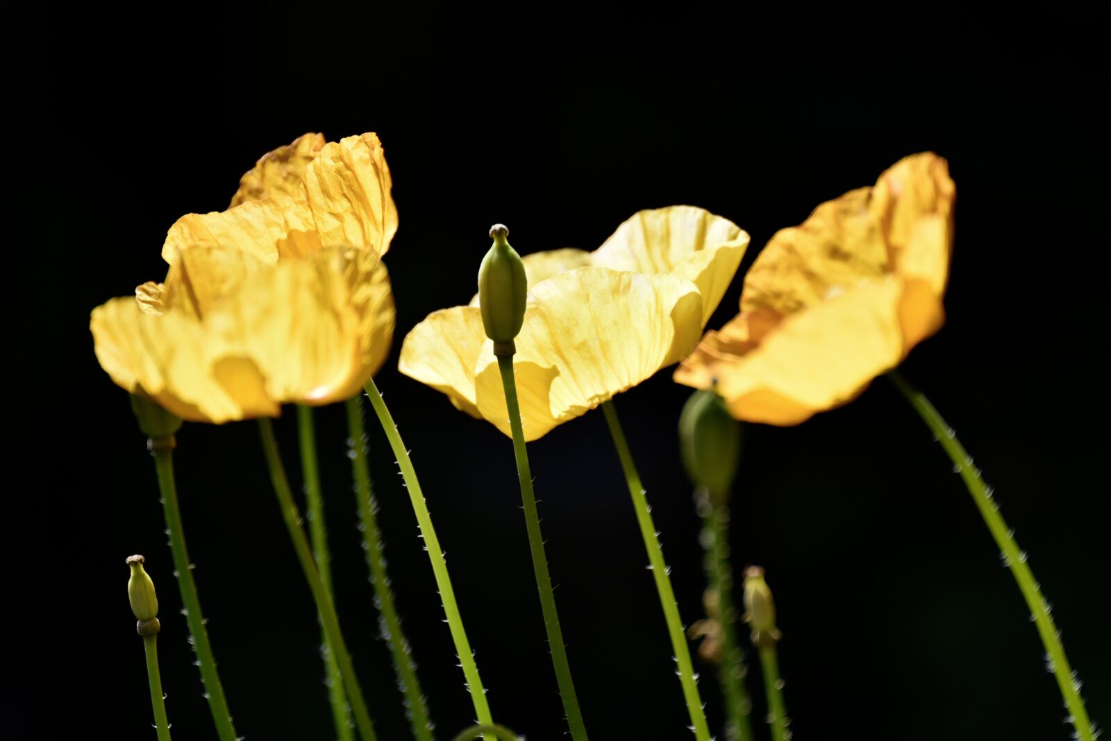 Nikon D750 sample photo. Yellow poppy, blossom, bloom photography
