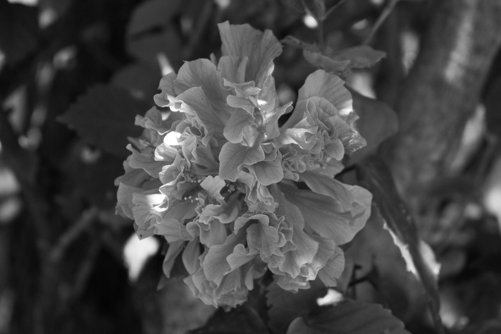 Canon EOS 700D (EOS Rebel T5i / EOS Kiss X7i) sample photo. Black, white, flower photography
