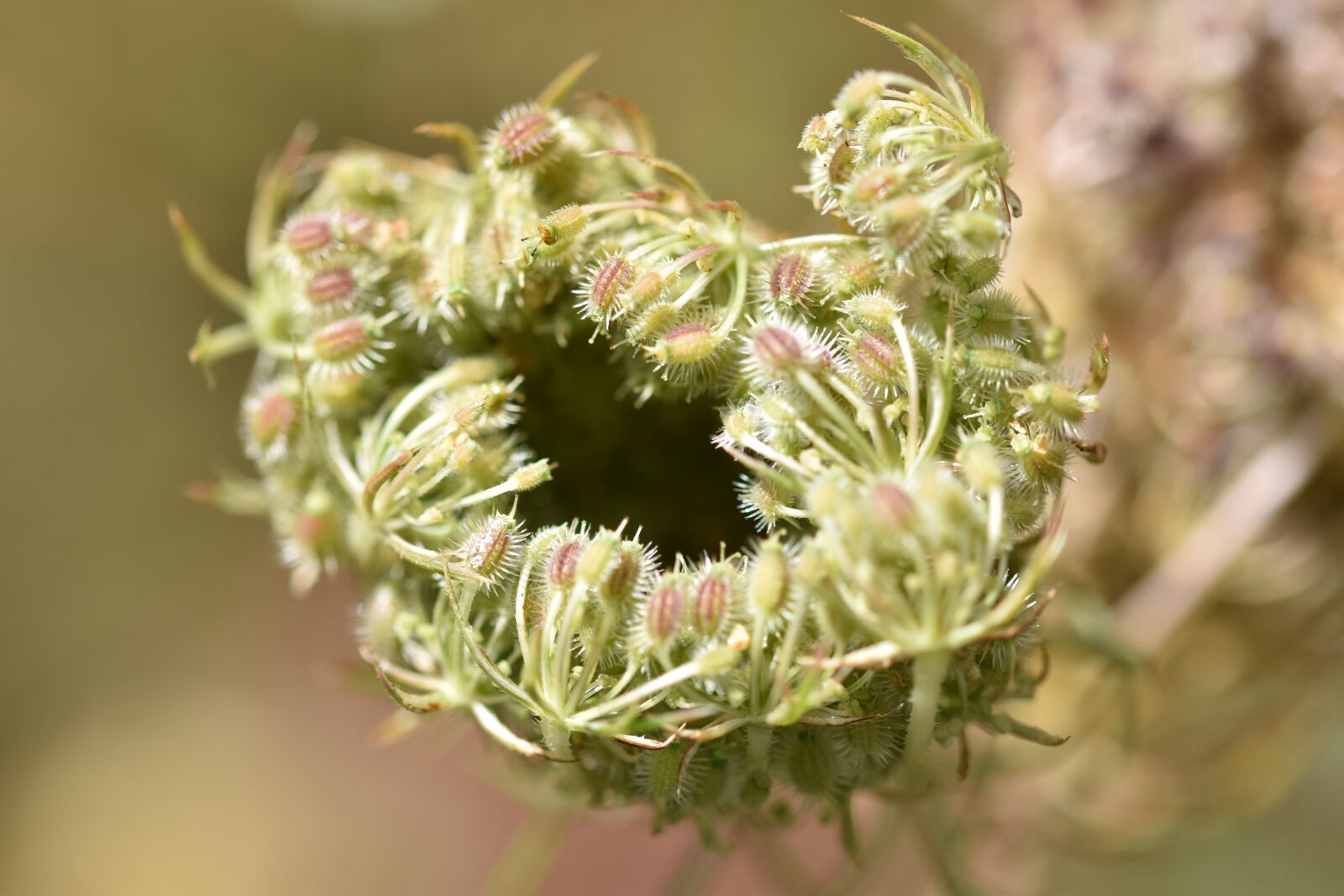Nikon D5600 sample photo. Buds, flower buds, flowering photography