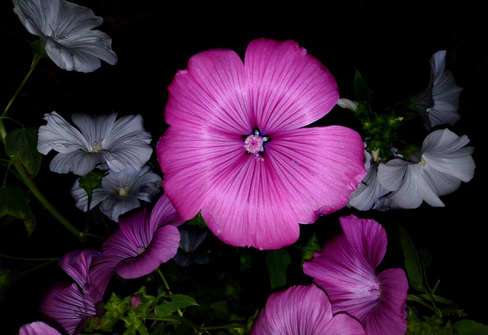 HUAWEI DUA-L22 sample photo. Nature, plants, flowers photography