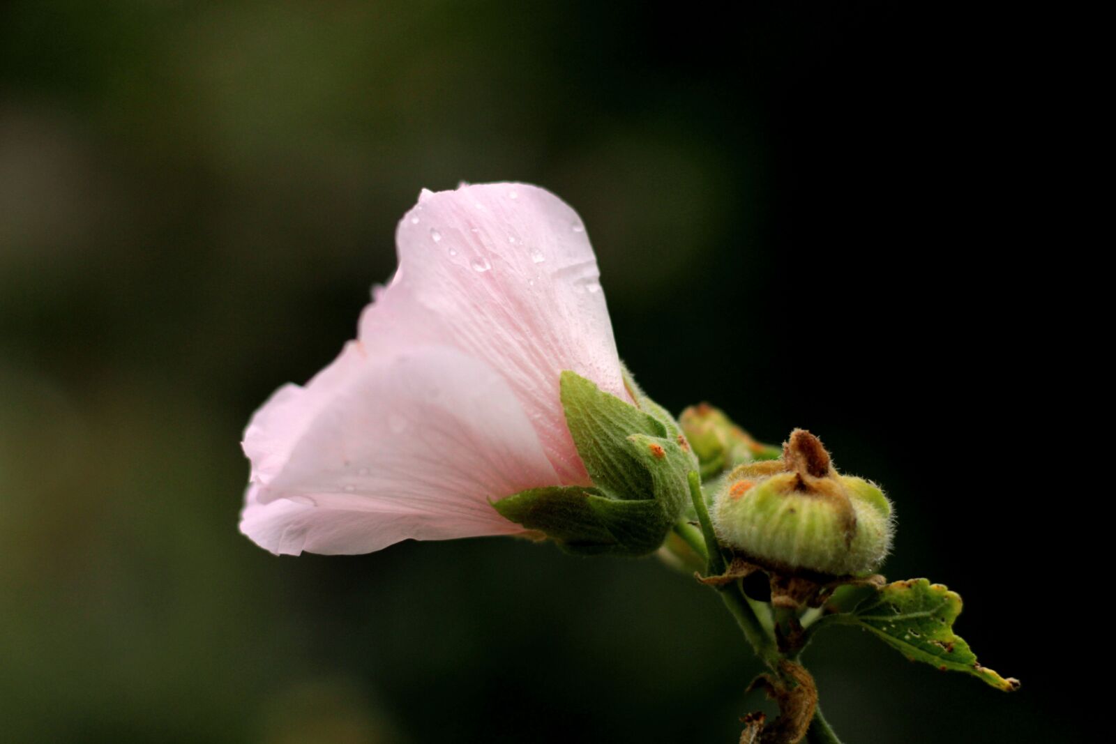 Canon EOS 600D (Rebel EOS T3i / EOS Kiss X5) sample photo. Hollyhock, rain, drops photography