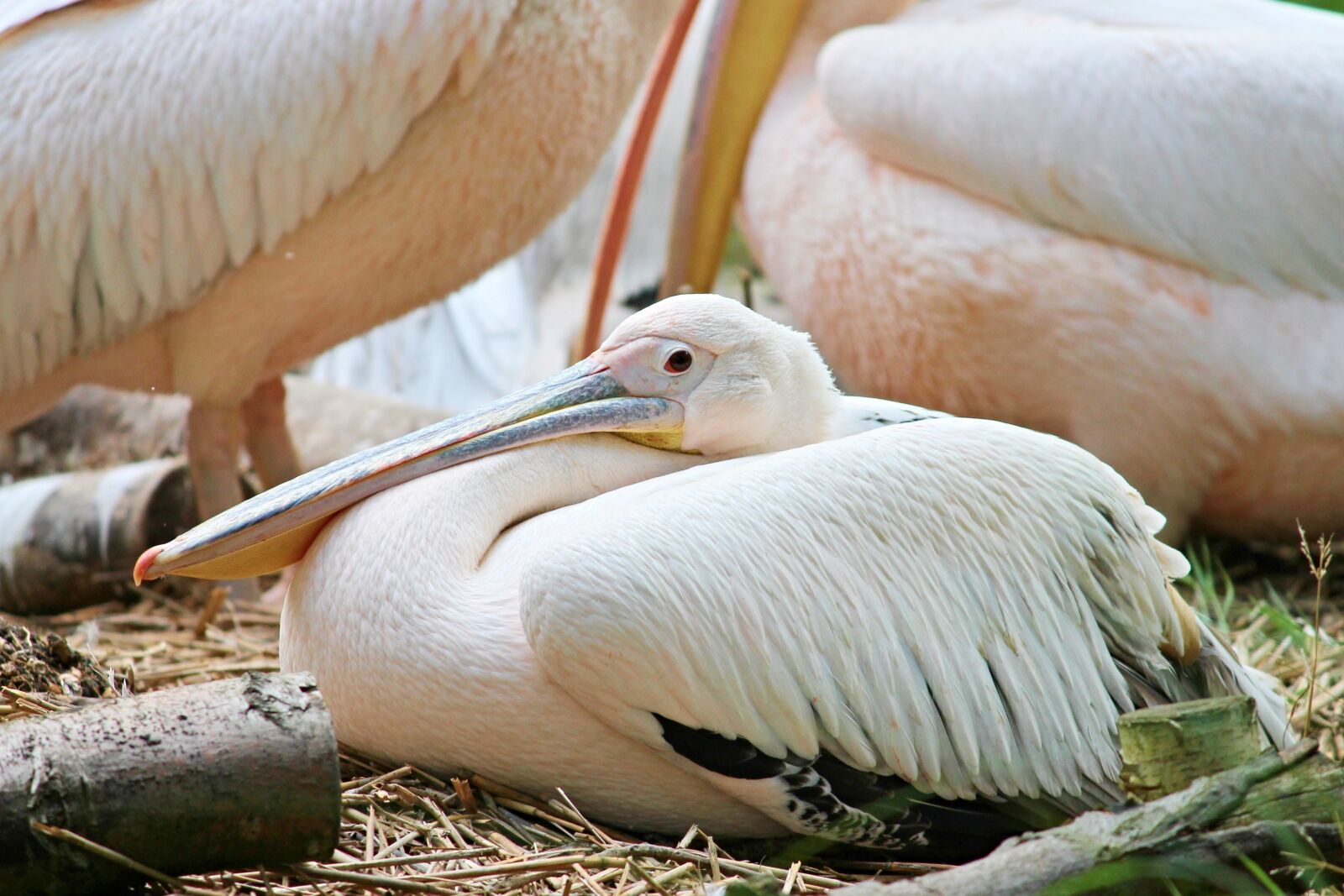 Canon EOS 1100D (EOS Rebel T3 / EOS Kiss X50) sample photo. Pelikan, water bird, pelecanus photography