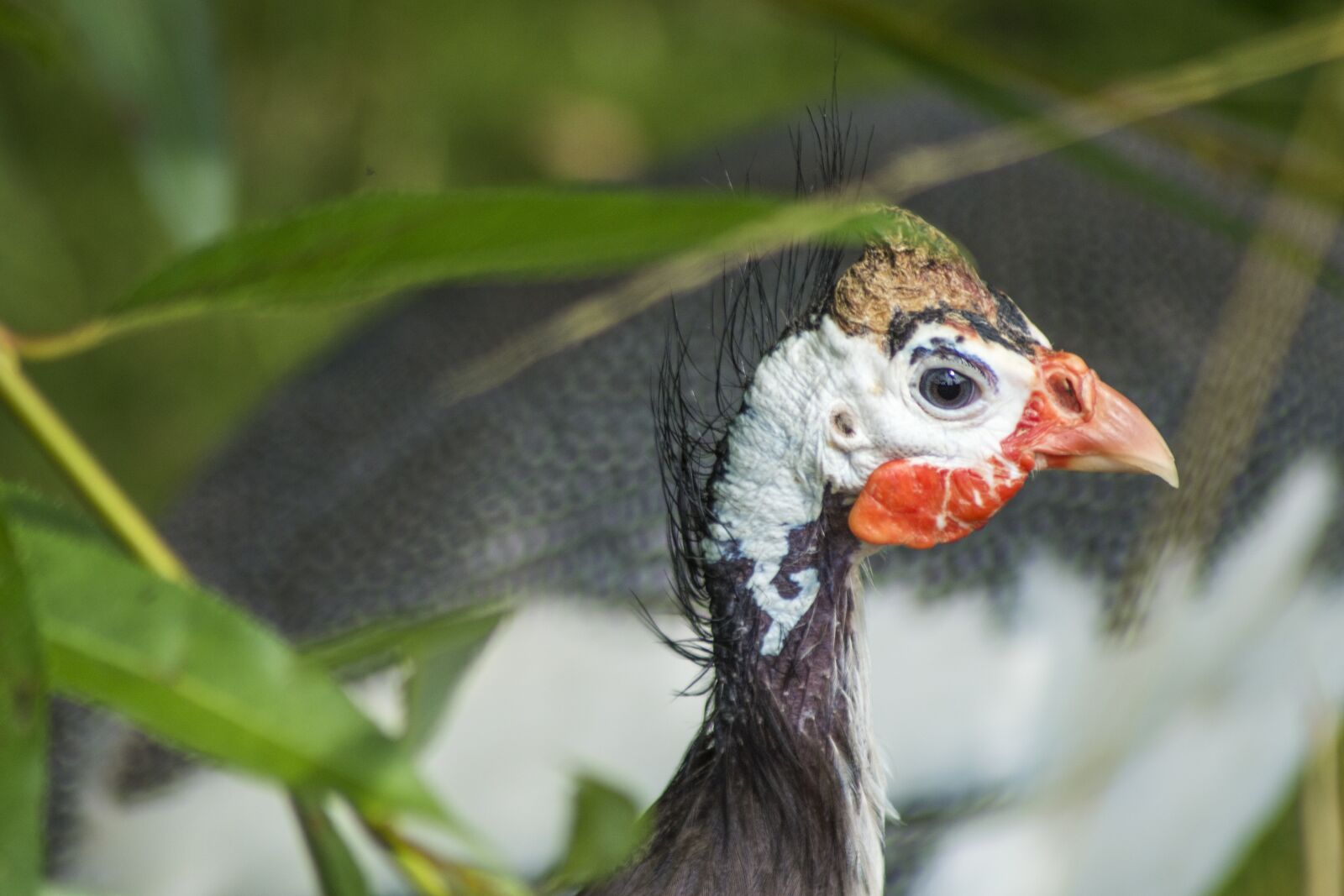 Nikon D3200 sample photo. Turkey, bird, young photography