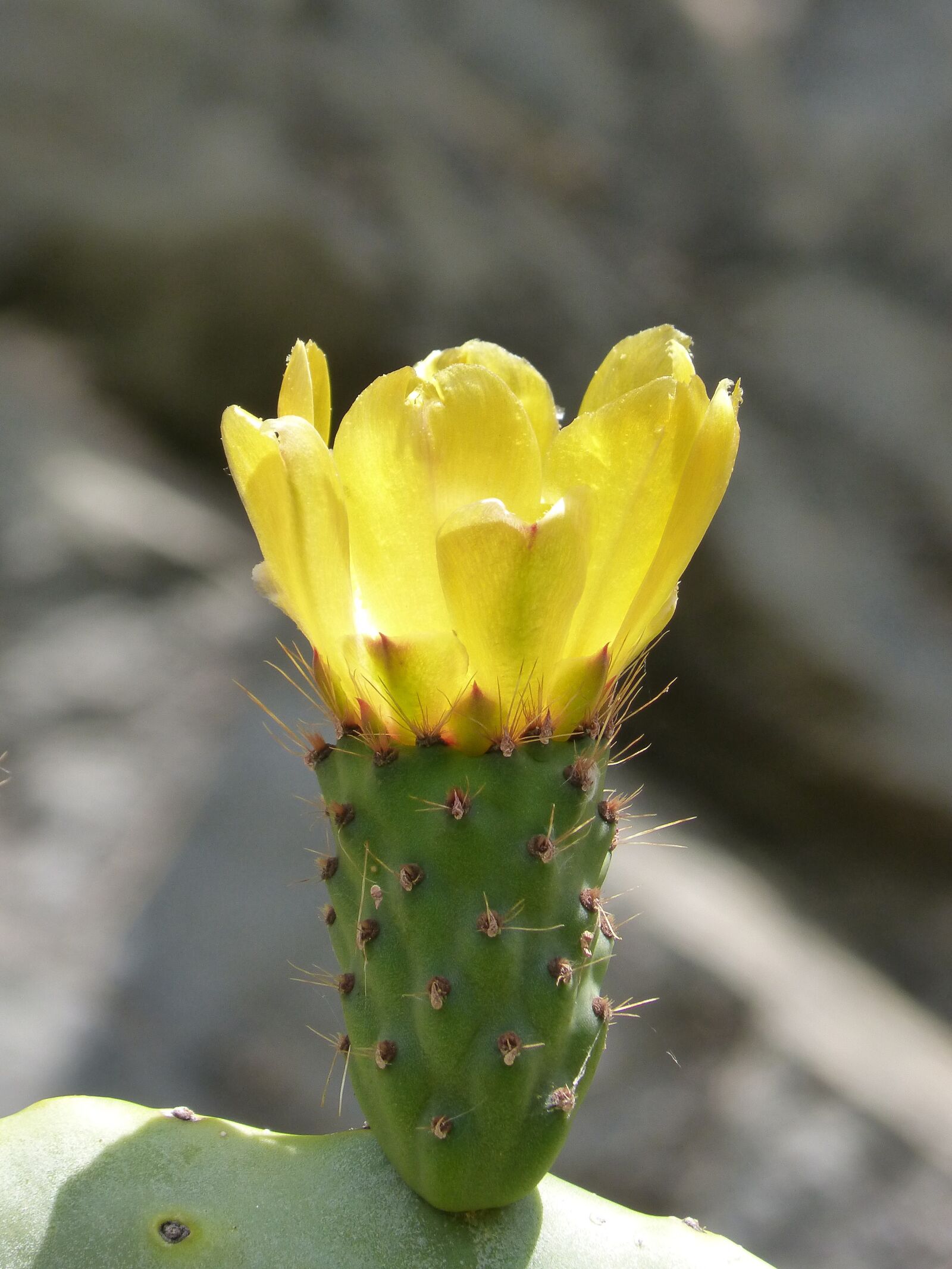 Panasonic DMC-FZ62 sample photo. Cactus, flor de nopal photography