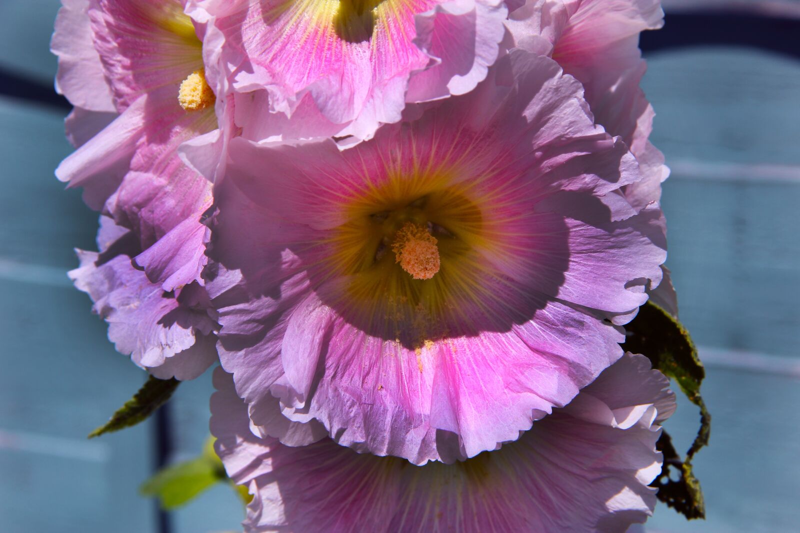 Canon EOS 550D (EOS Rebel T2i / EOS Kiss X4) sample photo. Hollyhocks, flowers, bloom photography