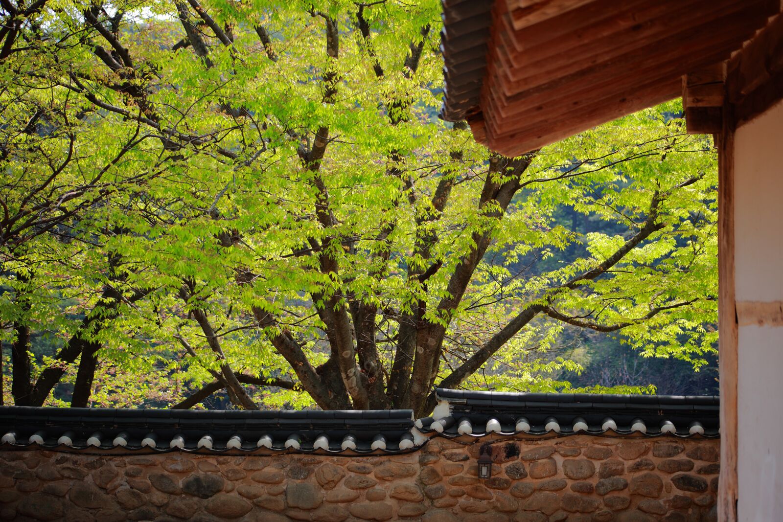 Canon EOS 5D Mark II sample photo. Giwajip, korean traditional, spring photography