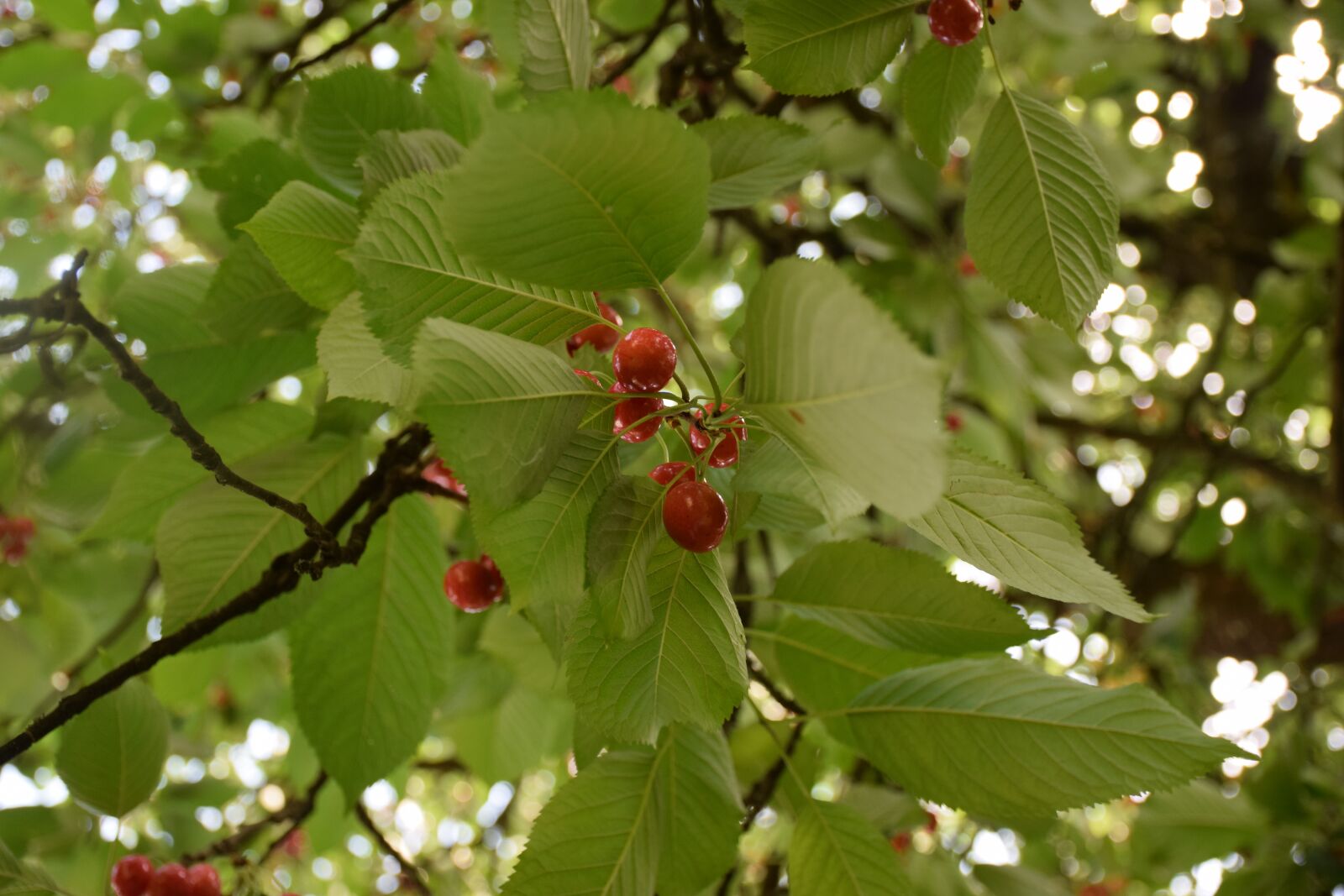 Nikon D5300 sample photo. Cherry, leaf, tree photography