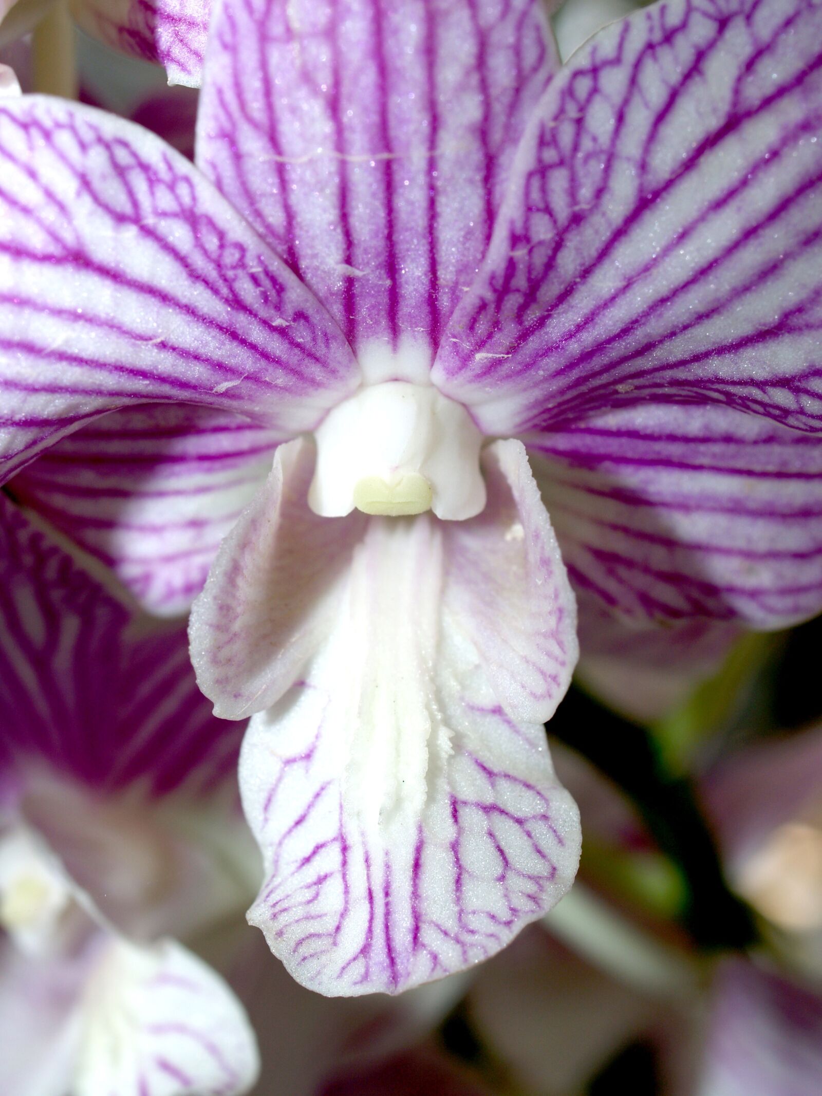 Olympus E-300 (EVOLT E-300) sample photo. Orchid, flower, bright photography