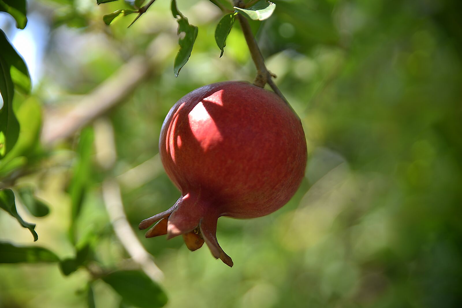 Nikon D750 sample photo. Pomegranate, fruit, fresh fruits photography