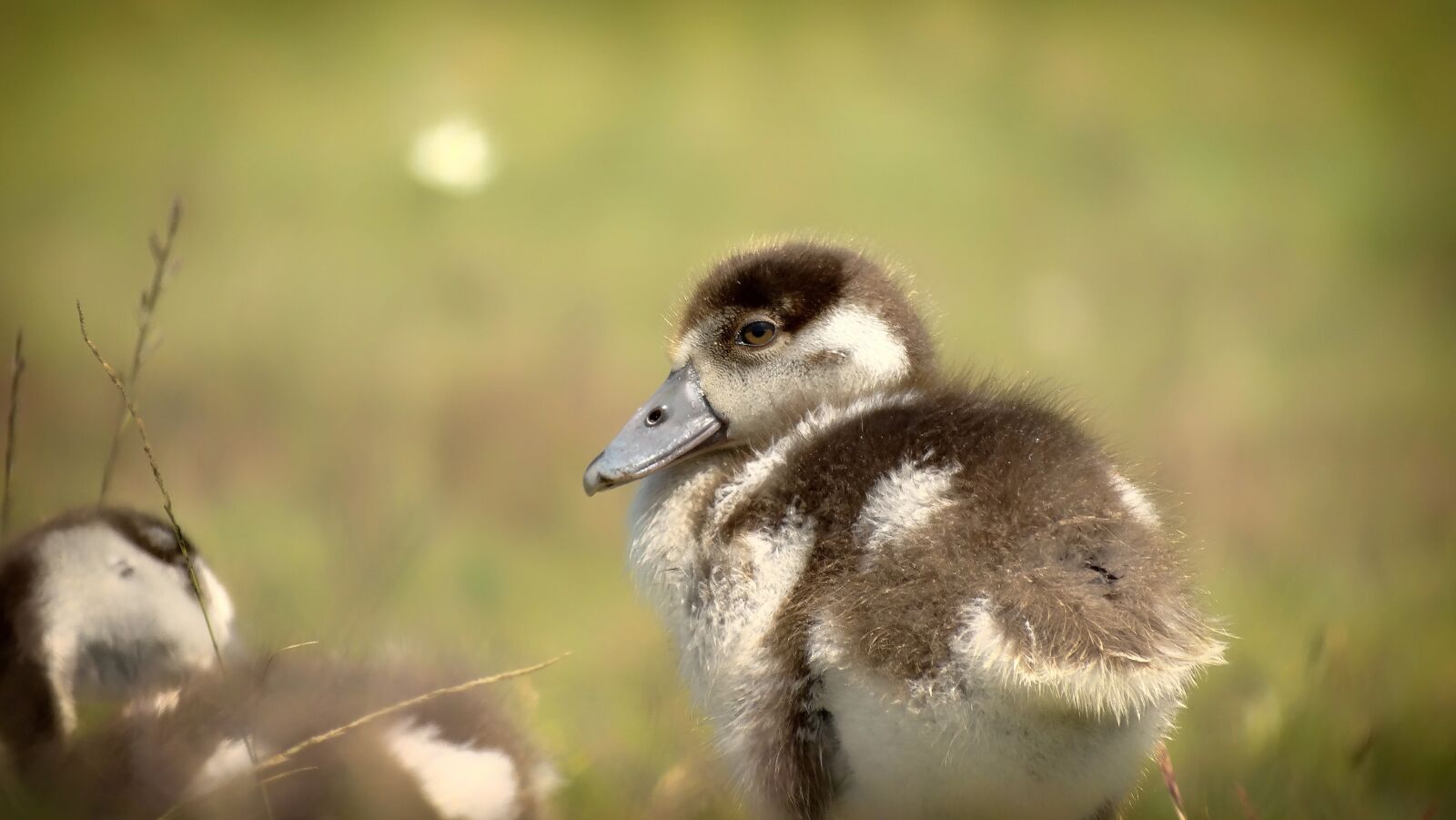 Sony Cyber-shot DSC-HX300 sample photo. Cute, fuzzy, fluffy photography