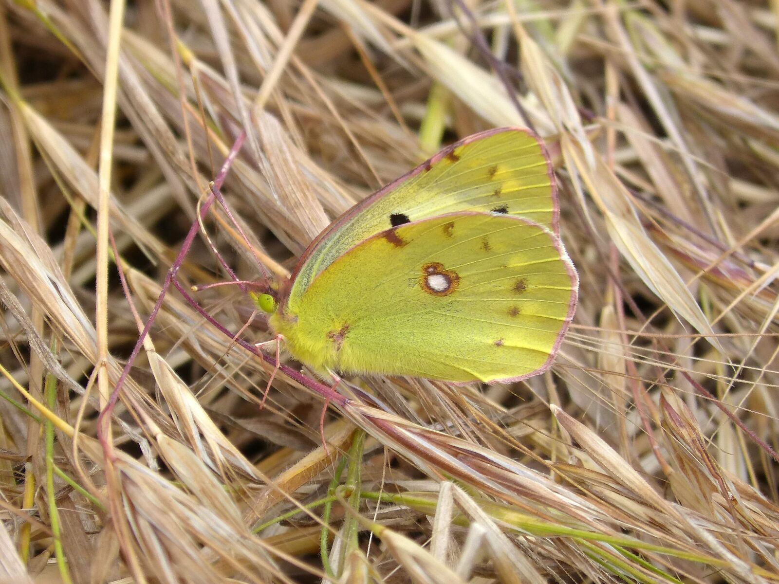 Panasonic DMC-FZ62 sample photo. Colias croceus, butterfly, safranera photography