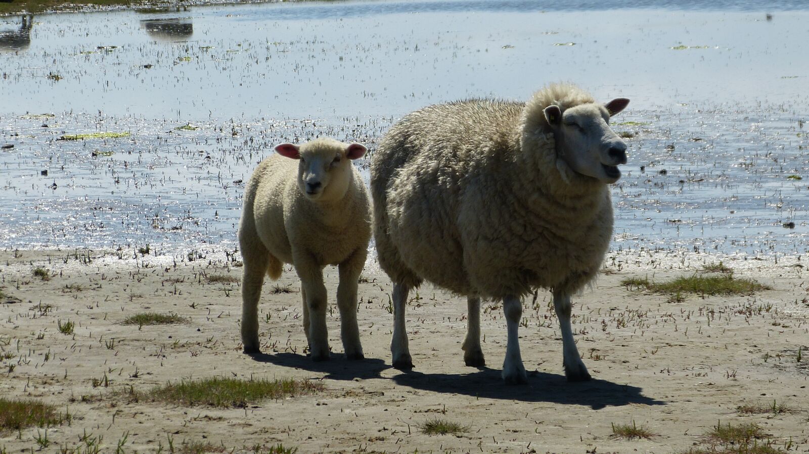 Panasonic Lumix DMC-FZ150 sample photo. Sheep, lamb, wool photography