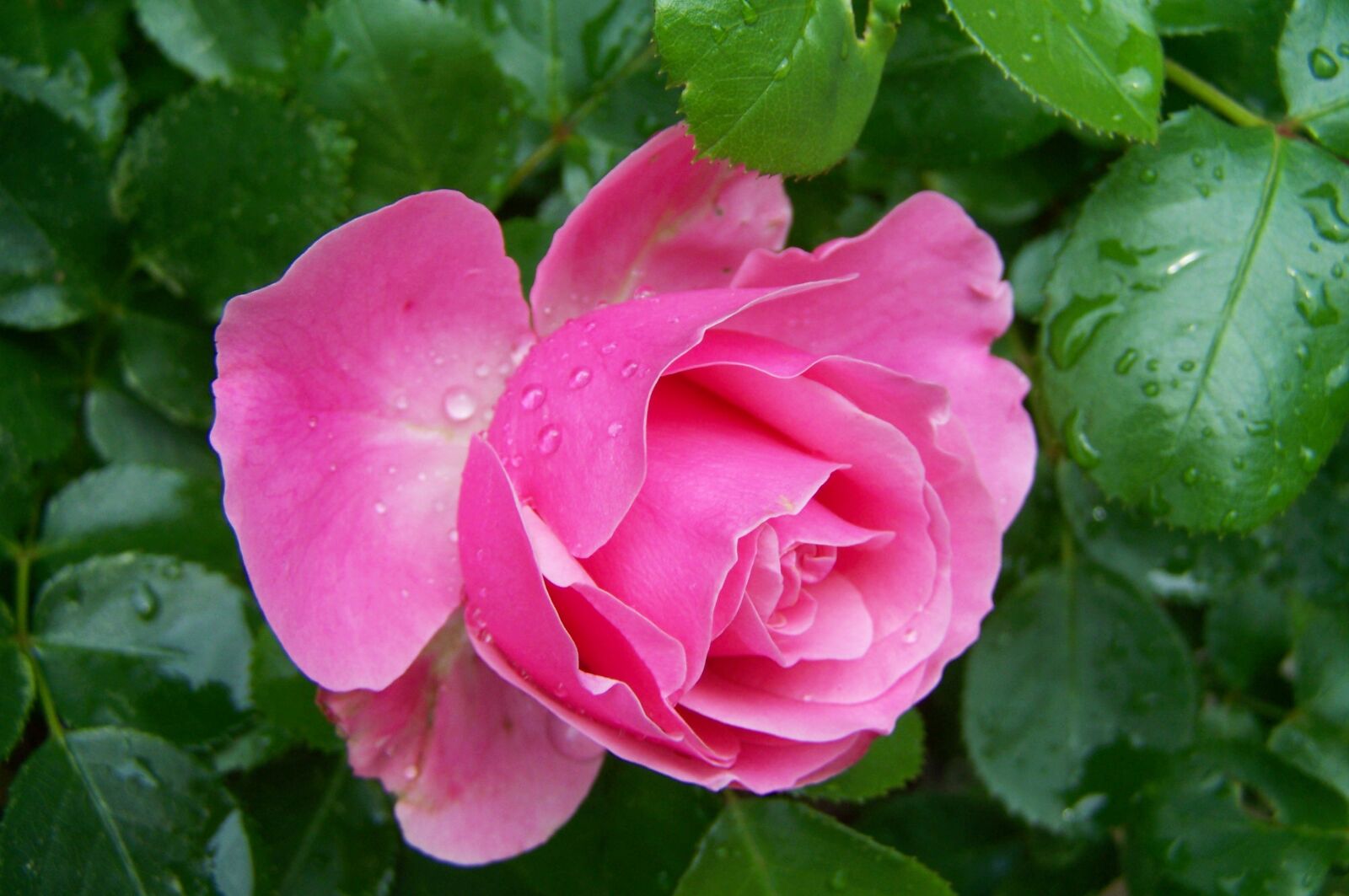 Kodak EASYSHARE ZD710 ZOOM DIGITAL CAMERA sample photo. Rose, pink flower, summer photography