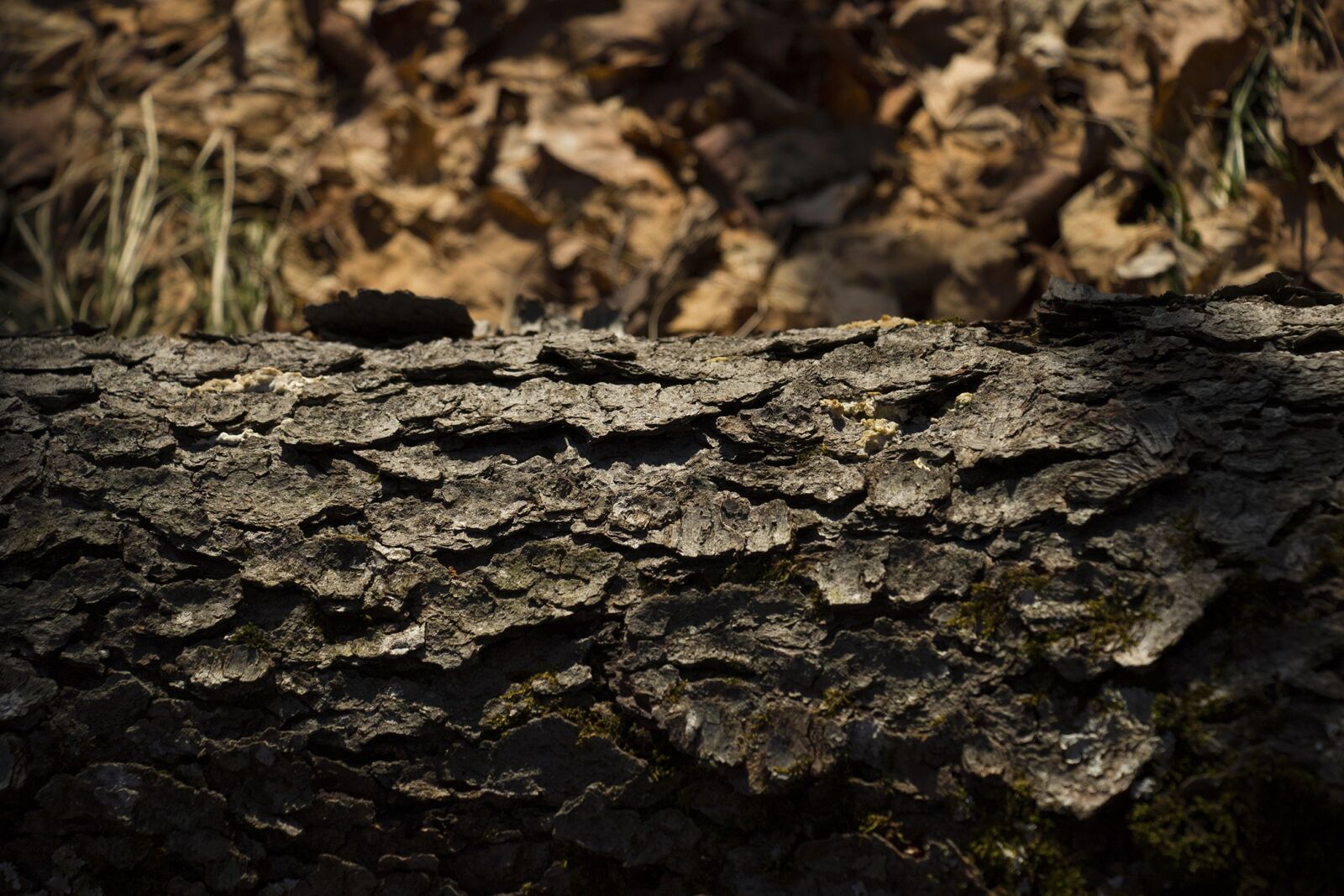 Canon EOS 7D Mark II sample photo. Tree, texture, winter photography
