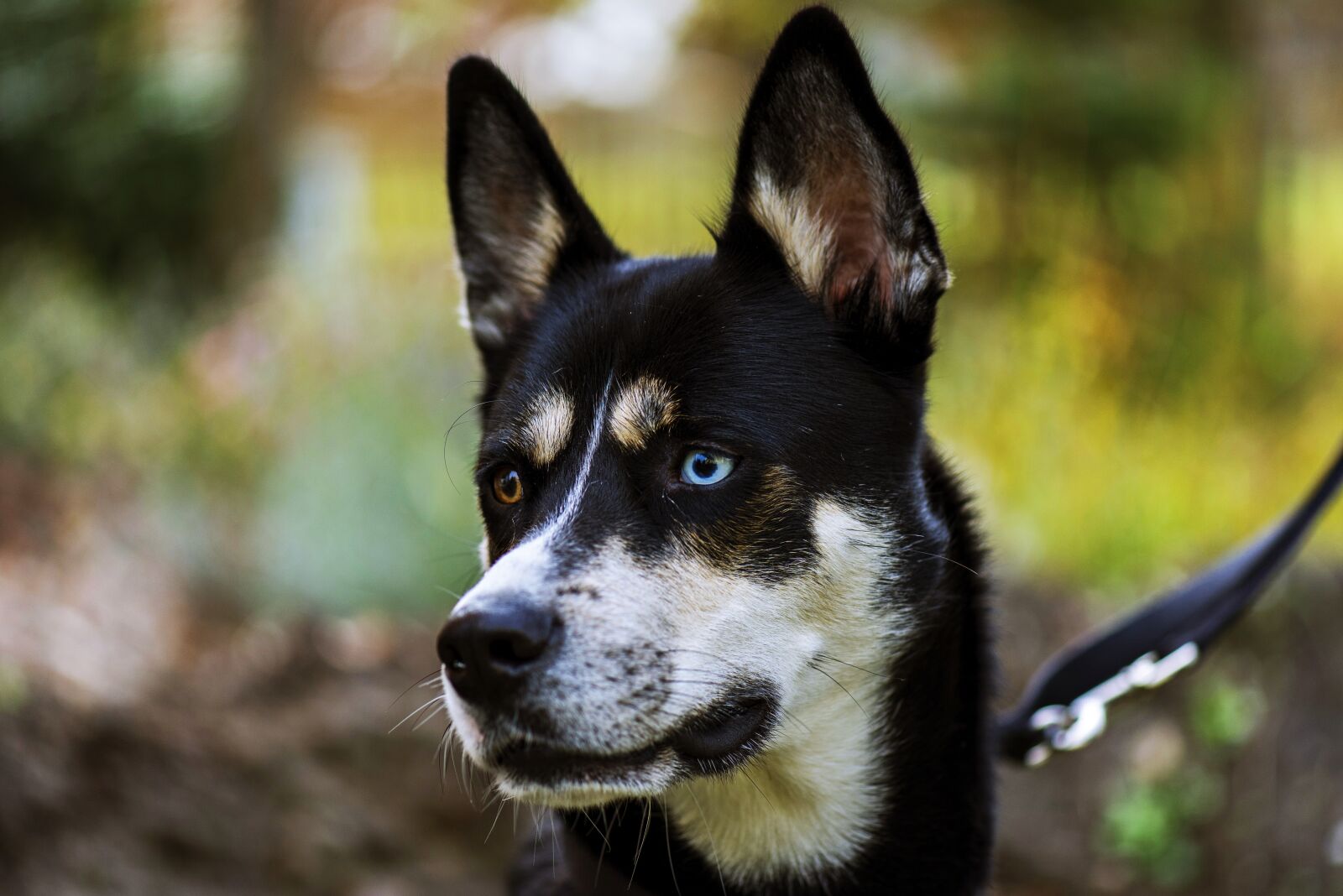 Nikon D600 sample photo. Dog, husky, winter photography