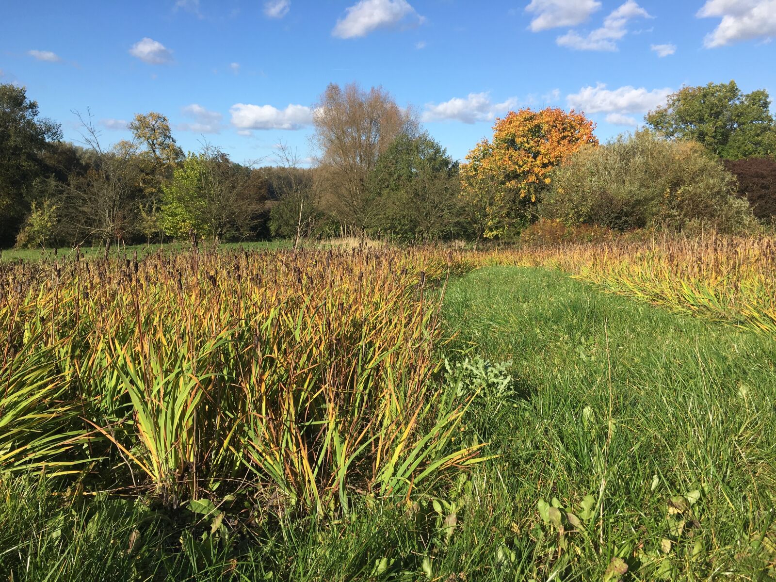Apple iPhone 6s Plus sample photo. Autumn, autumn weather, autumn photography