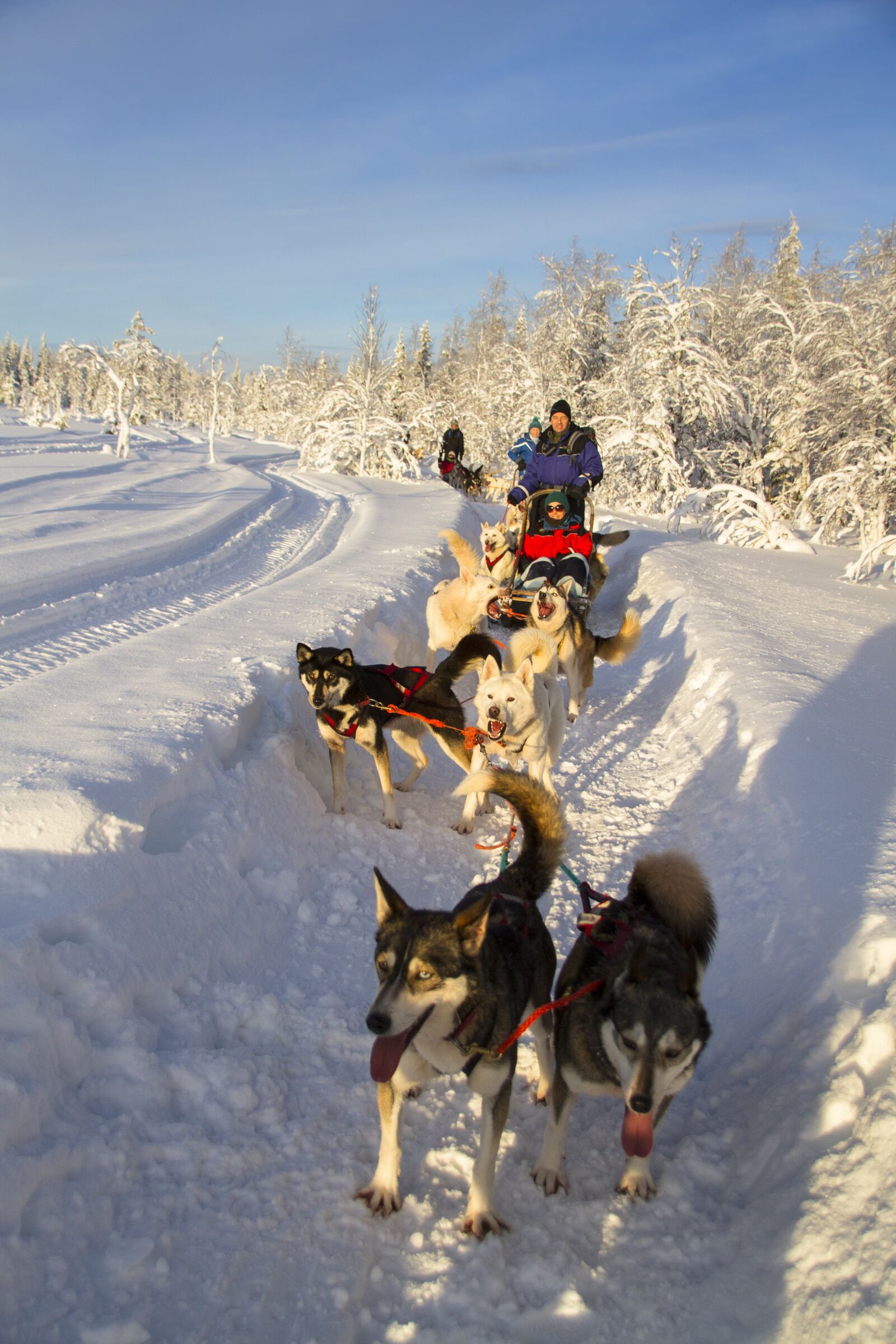 Canon EOS 7D sample photo. Husky, sleigh ride, husky photography