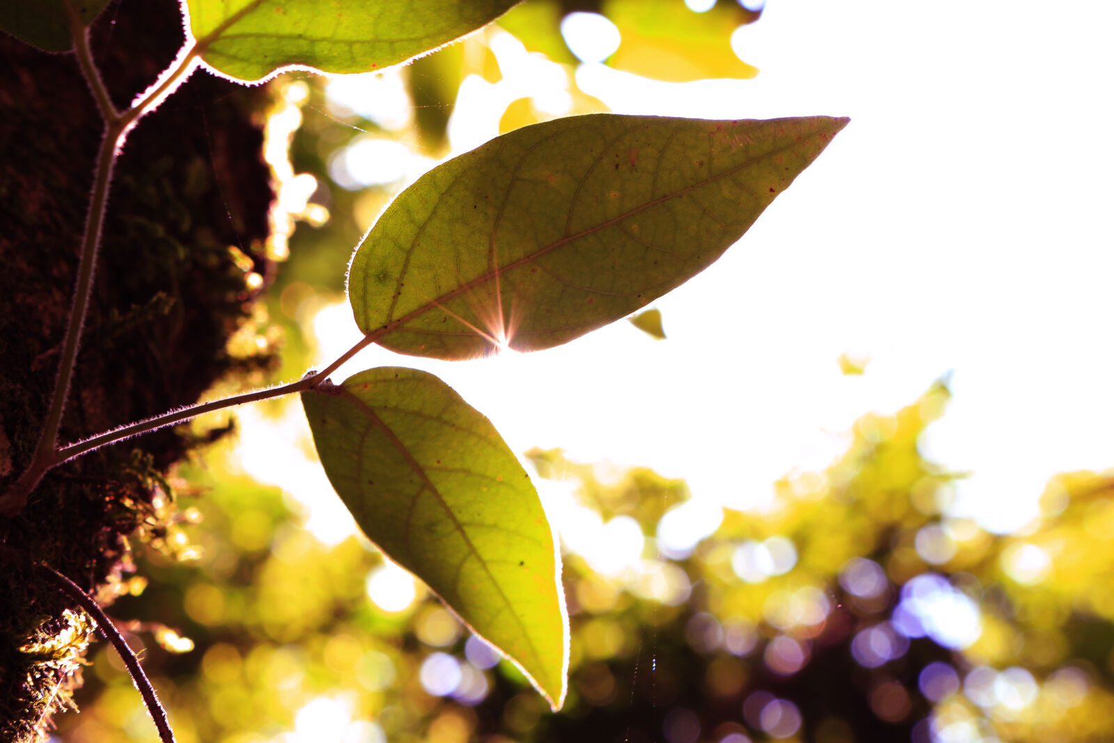 Canon EOS 100D (EOS Rebel SL1 / EOS Kiss X7) sample photo. Green, green, leaf, leaf photography