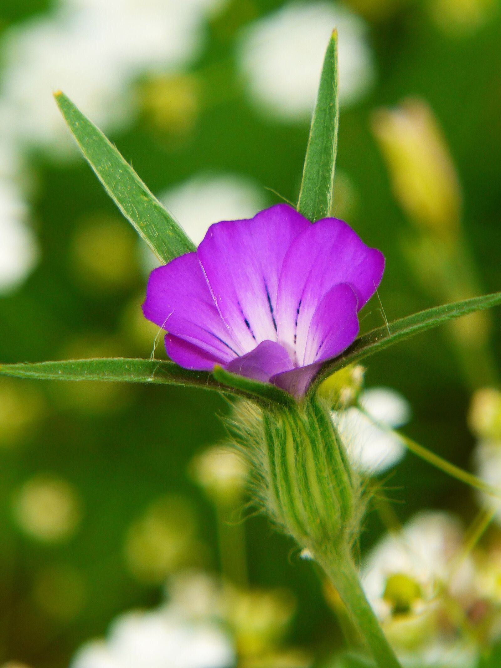Panasonic Lumix DMC-FZ200 sample photo. Corn cockle, flower meadow photography