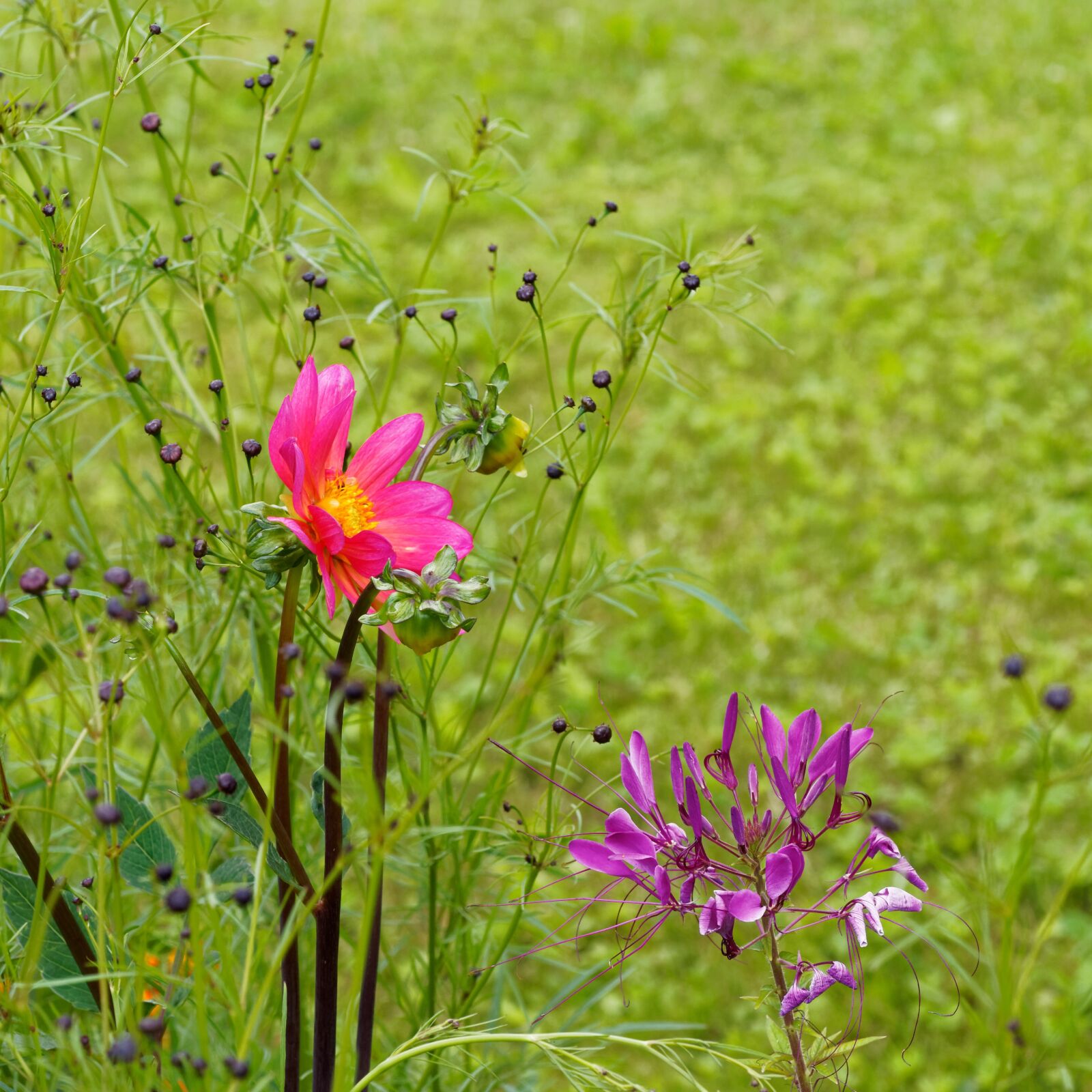 Olympus M.Zuiko Digital ED 60mm F2.8 Macro sample photo. Cosmos, flowers, garden photography