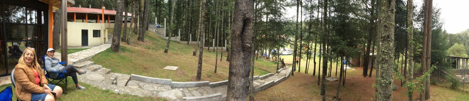 iPad Air back camera 3.3mm f/2.4 sample photo. Pano, forest, tree photography