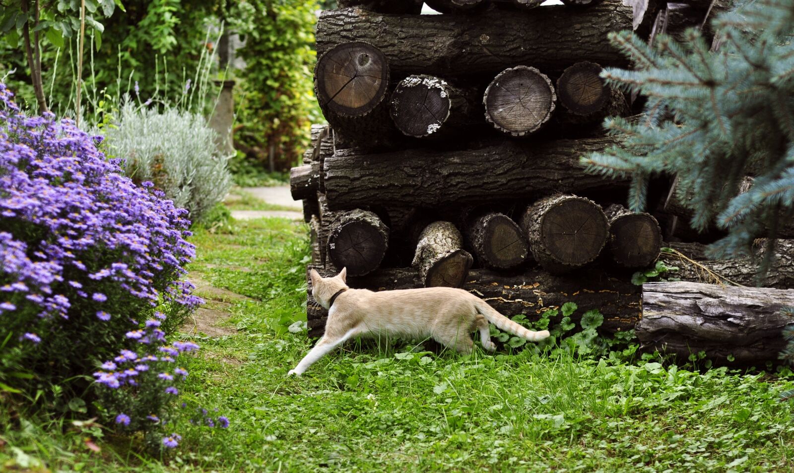 Nikon D90 sample photo. Autumn, garden, kitten photography